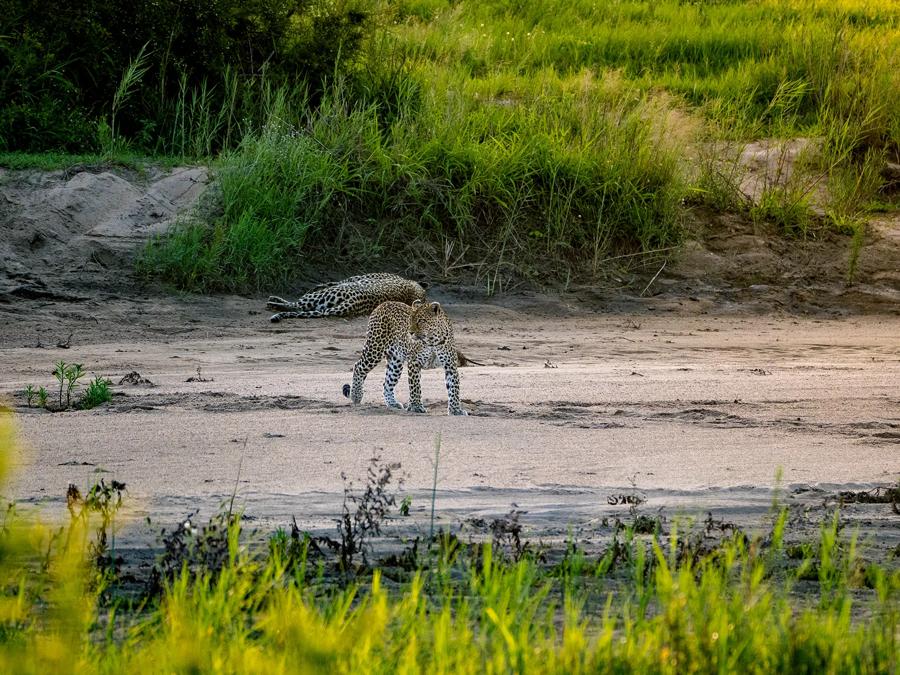 Two leopards on a dry sandy riverbed below a grassy bank on safari in MalaMala Game Reserve, South Africa