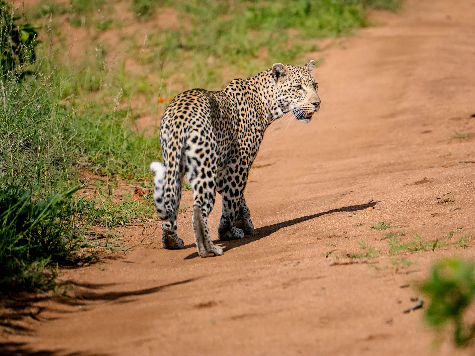 Leopard walking along a sandy track and looking back on safari in MalaMala Game Reserve, South Africa