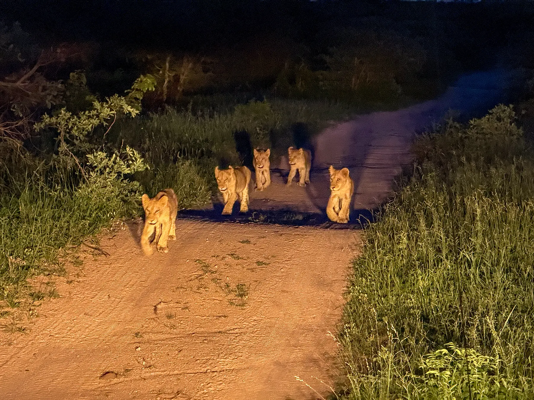 Group of lions walking along a track lit by spotlight on safari in MalaMala Game Reserve, South Africa