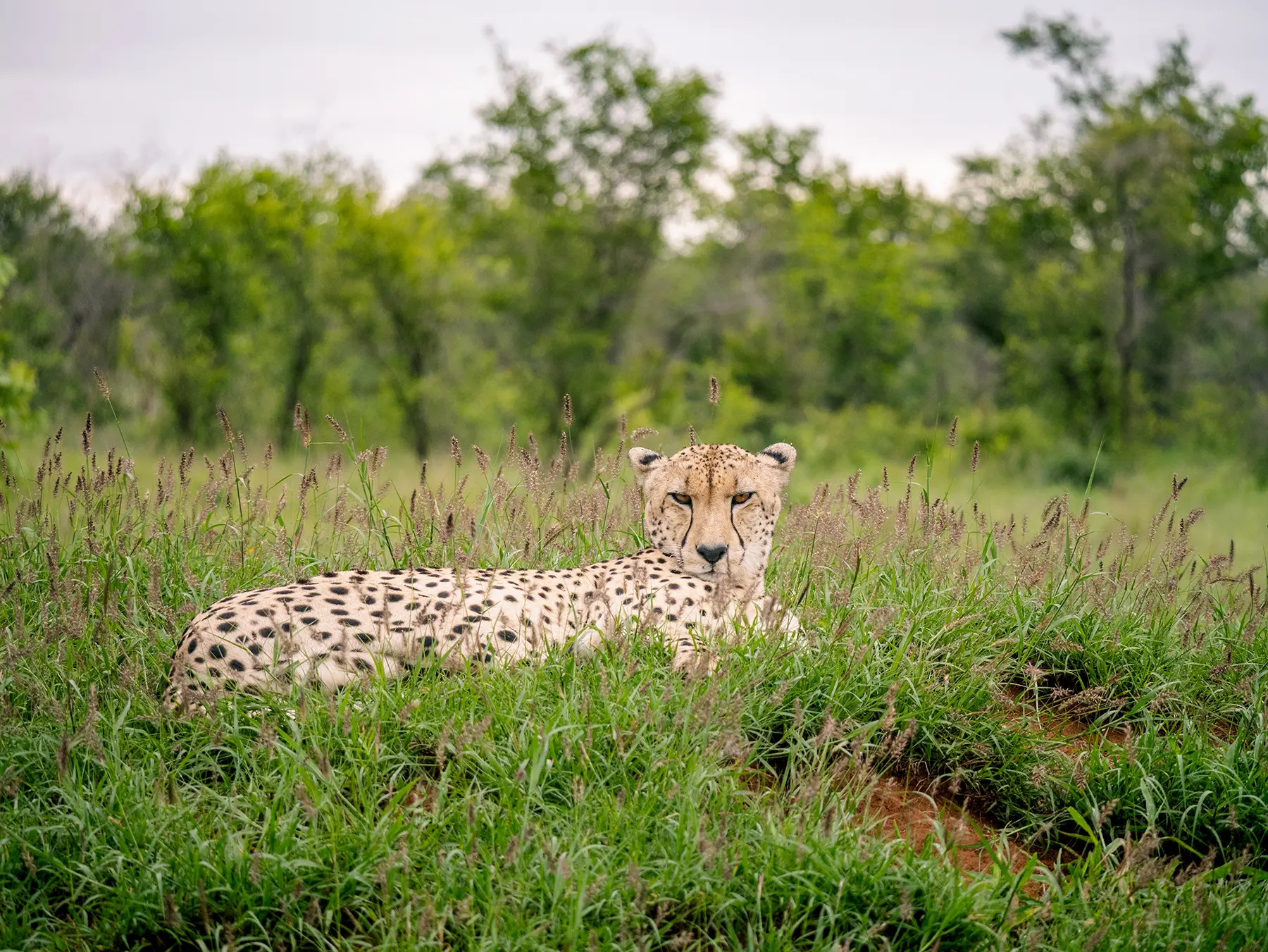 Cheetah lying in tall grass facing the camera on safari in Manyeleti Game Reserve, South Africa