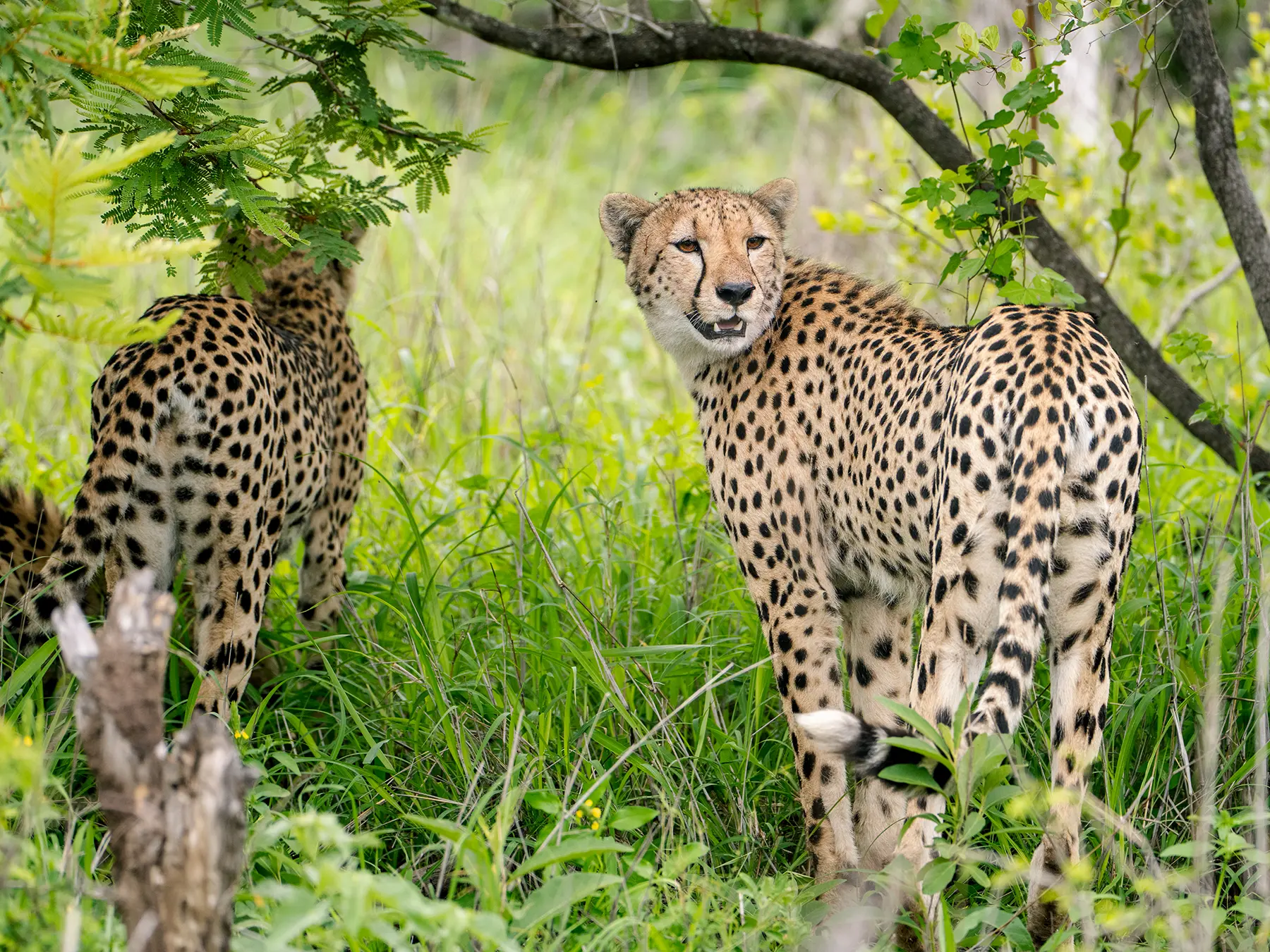 Two cheetahs among trees, one looking toward the camera on safari in Manyeleti Game Reserve, South Africa