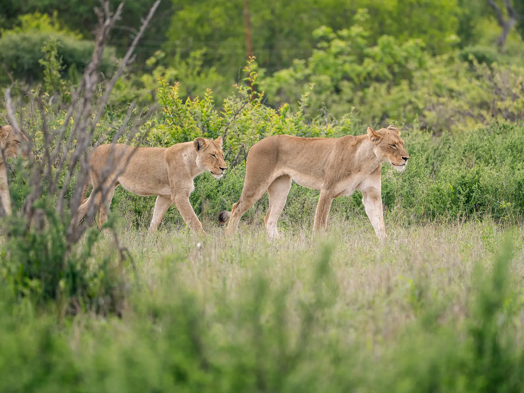 Lionesses walking through lush green bushveld on safari in Olifants River Game Reserve, South Africa