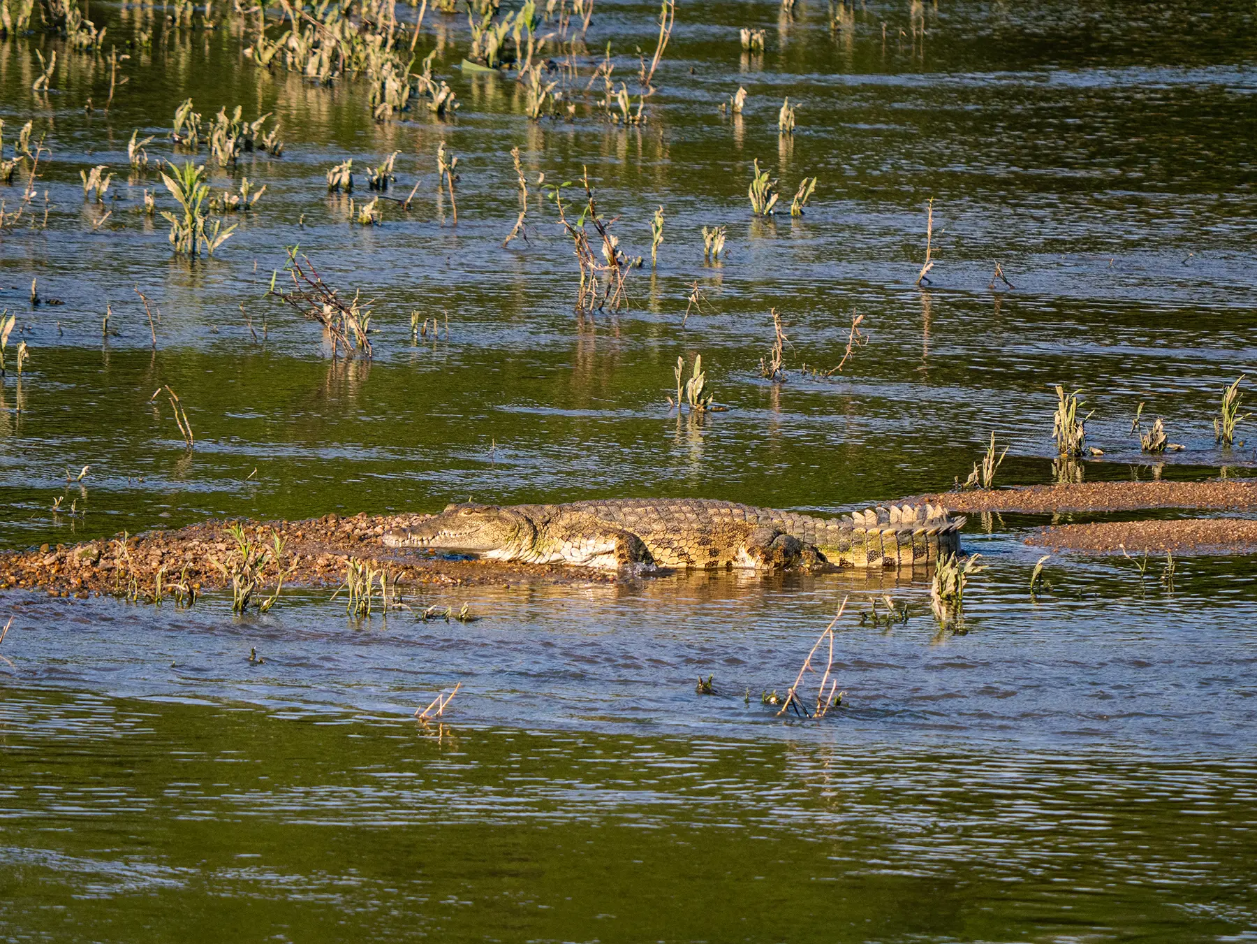 Nile crocodile lying on a sandy bank beside shallow water on safari in Sabi Sand Game Reserve, South Africa