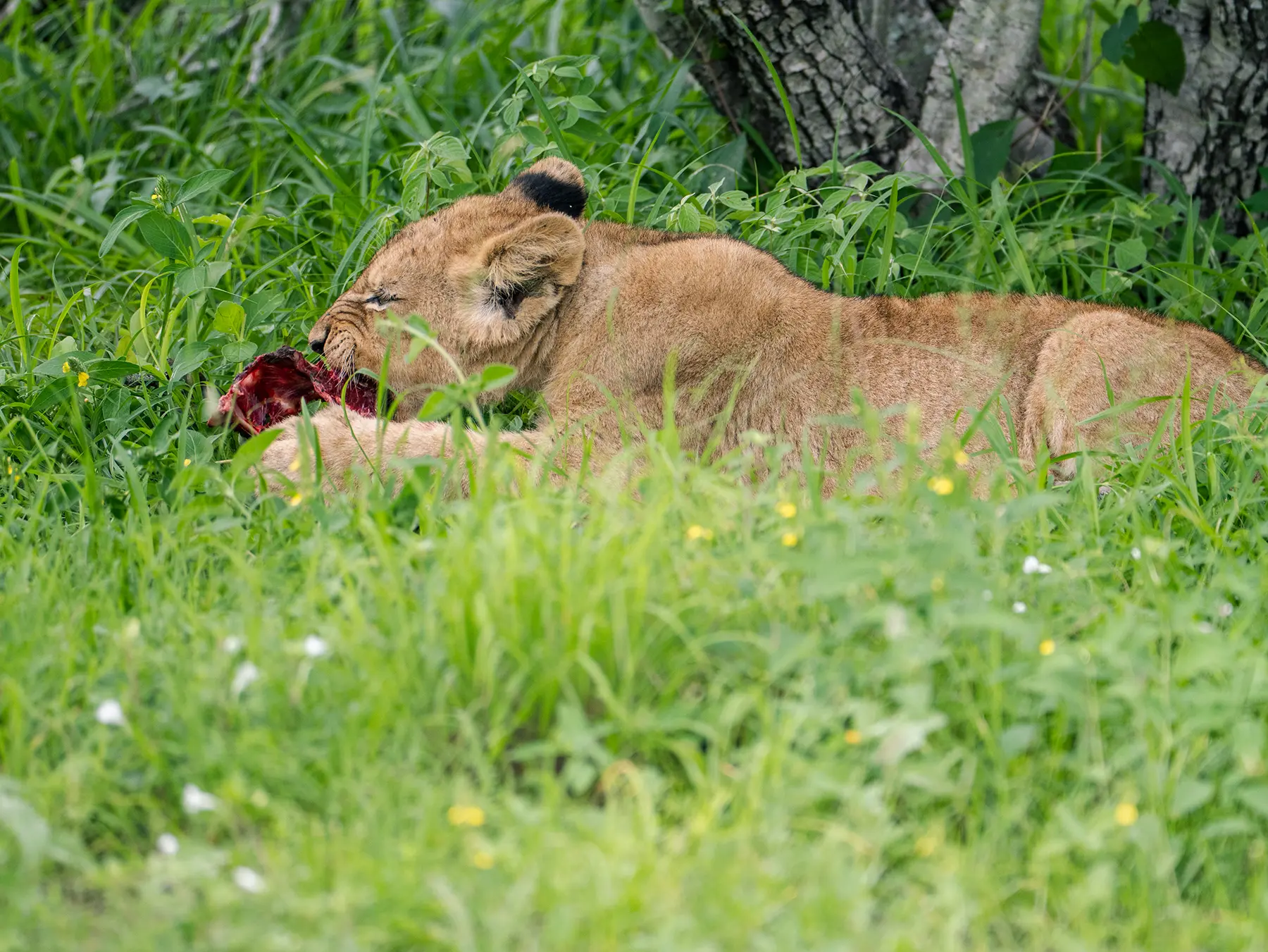 Lion cub feeding on a piece of meat in green grass on safari in Sabi Sand Game Reserve, South Africa