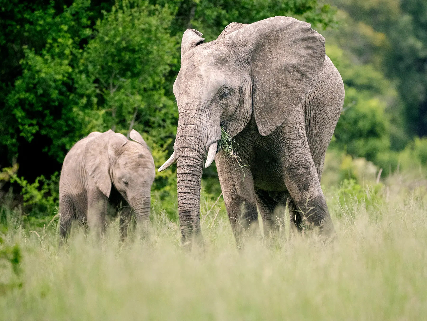 African elephant grazing with a calf in tall grass on safari in Sabi Sand Game Reserve, South Africa