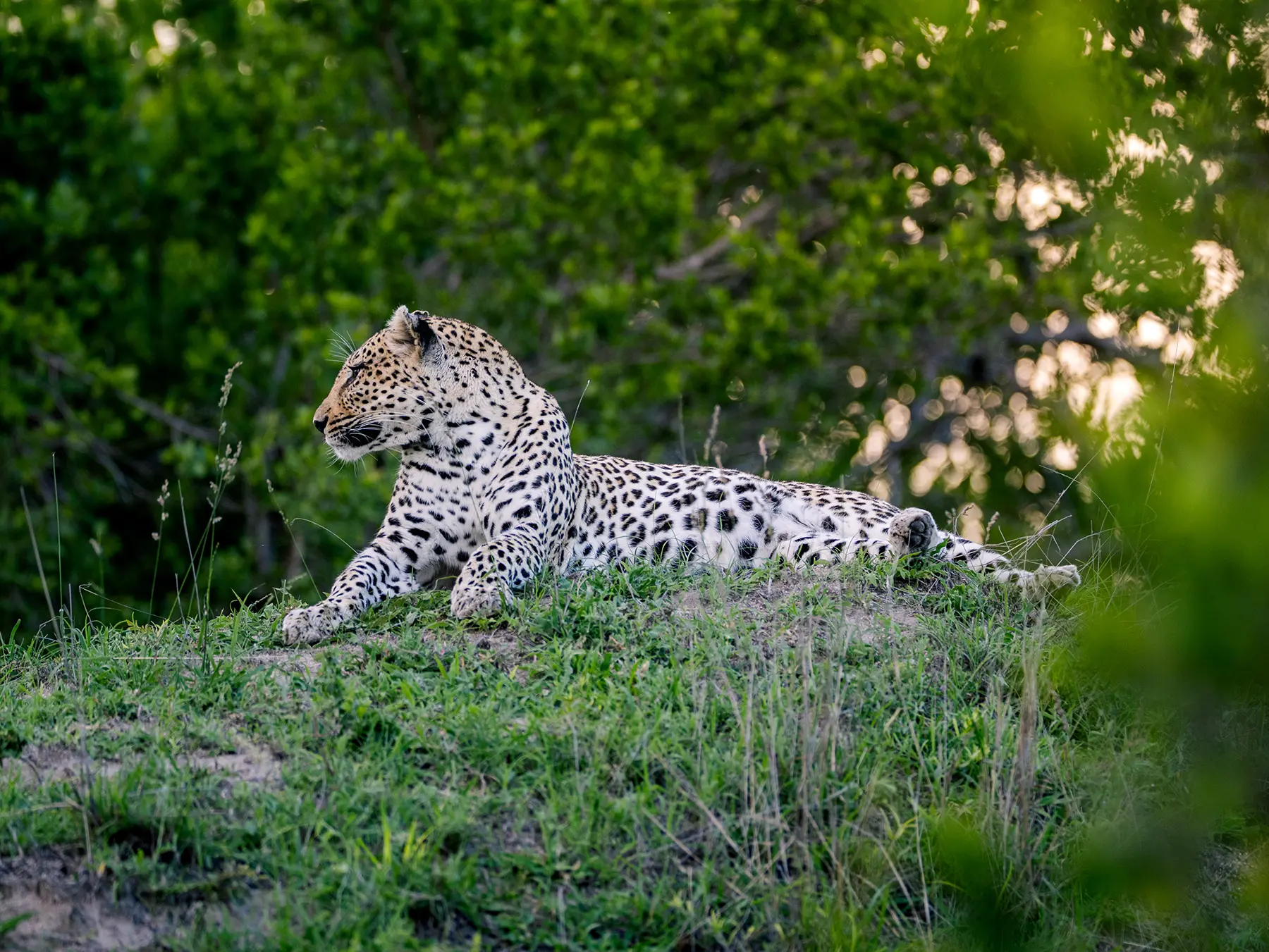 A leopard lying on a mound looking out across the bush on safari in Sabi Sand Game Reserve, South Africa