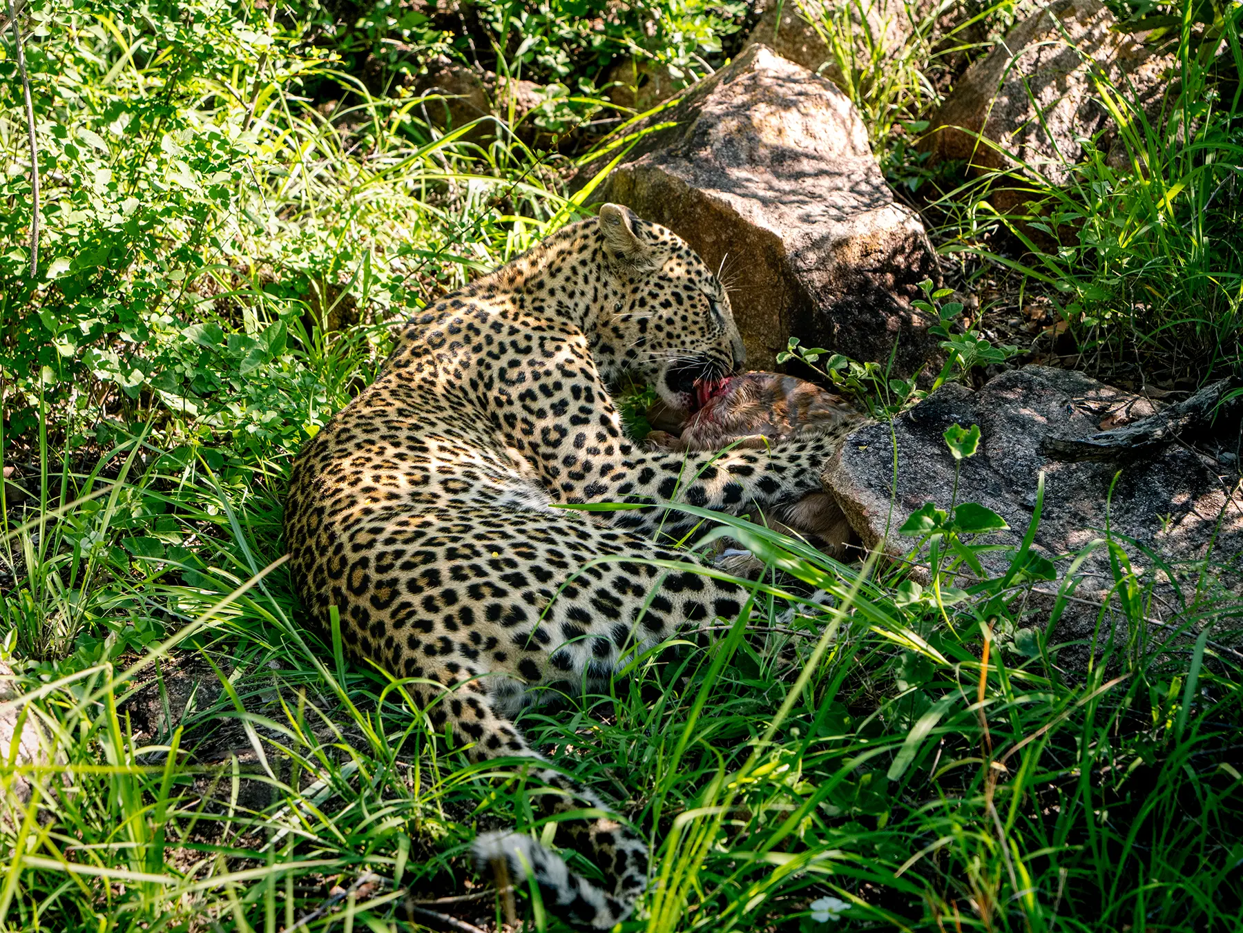 Leopard curled on the ground feeding on a small kill among rocks on safari in Sabi Sand Game Reserve, South Africa
