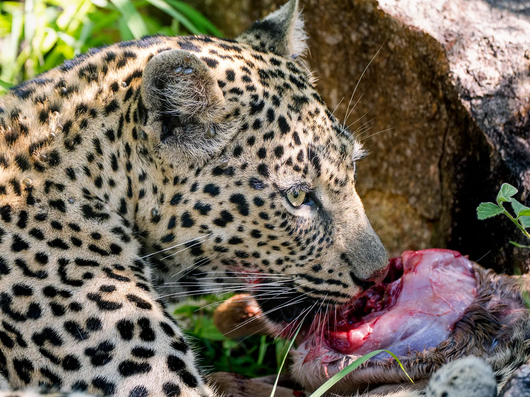 Leopard feeding on a carcass in dappled shade on safari in Sabi Sand Game Reserve, South Africa