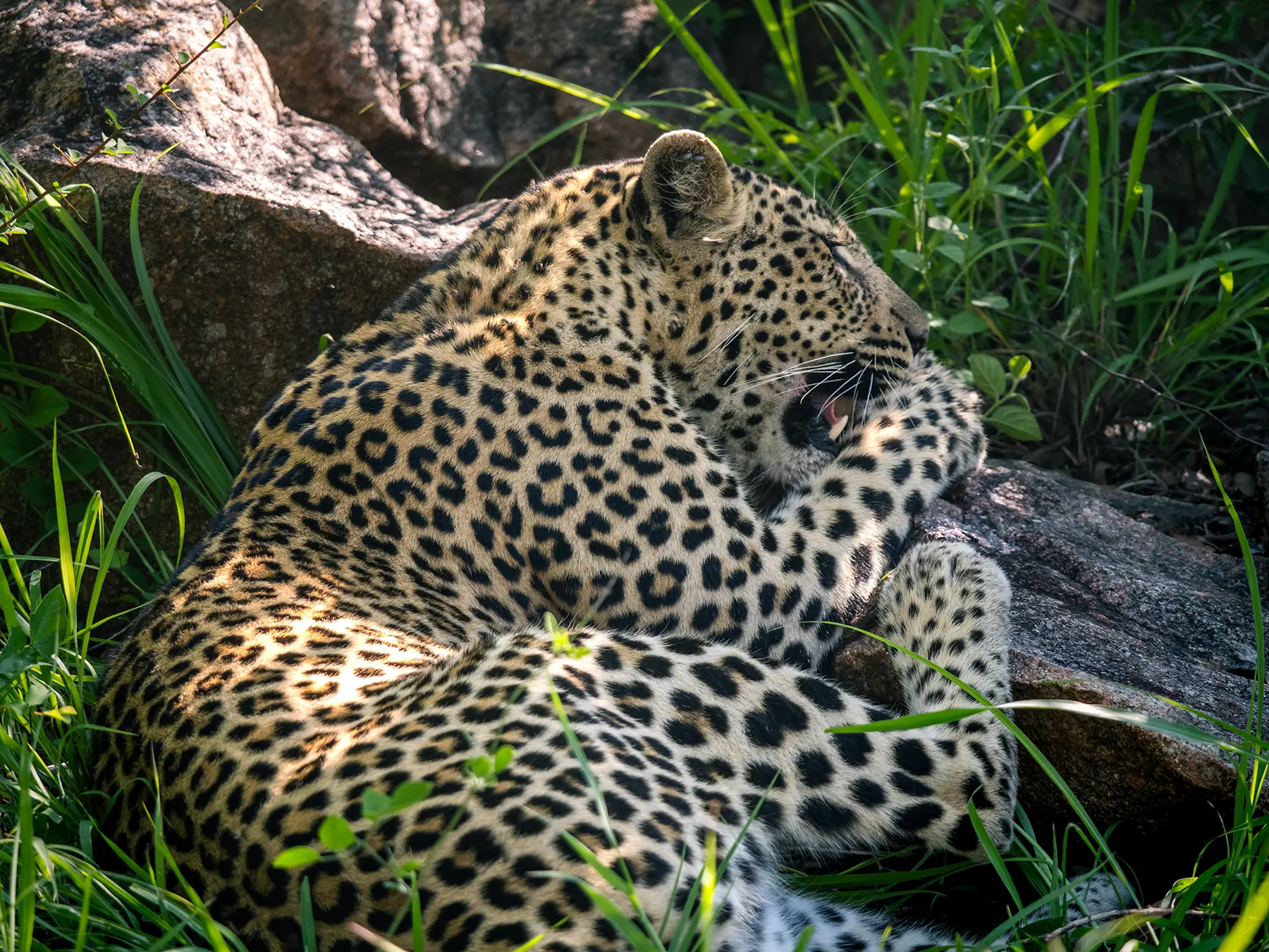 Leopard curled up grooming in green grass beside a rock on safari in Sabi Sand Game Reserve, South Africa