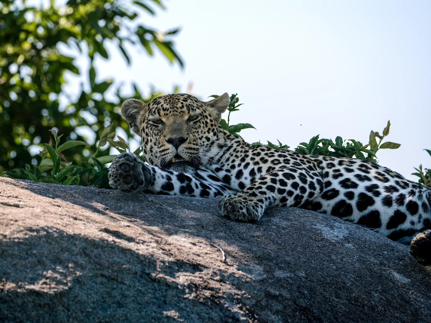Leopard lying on a granite boulder looking ahead on safari in Sabi Sand Game Reserve, South Africa