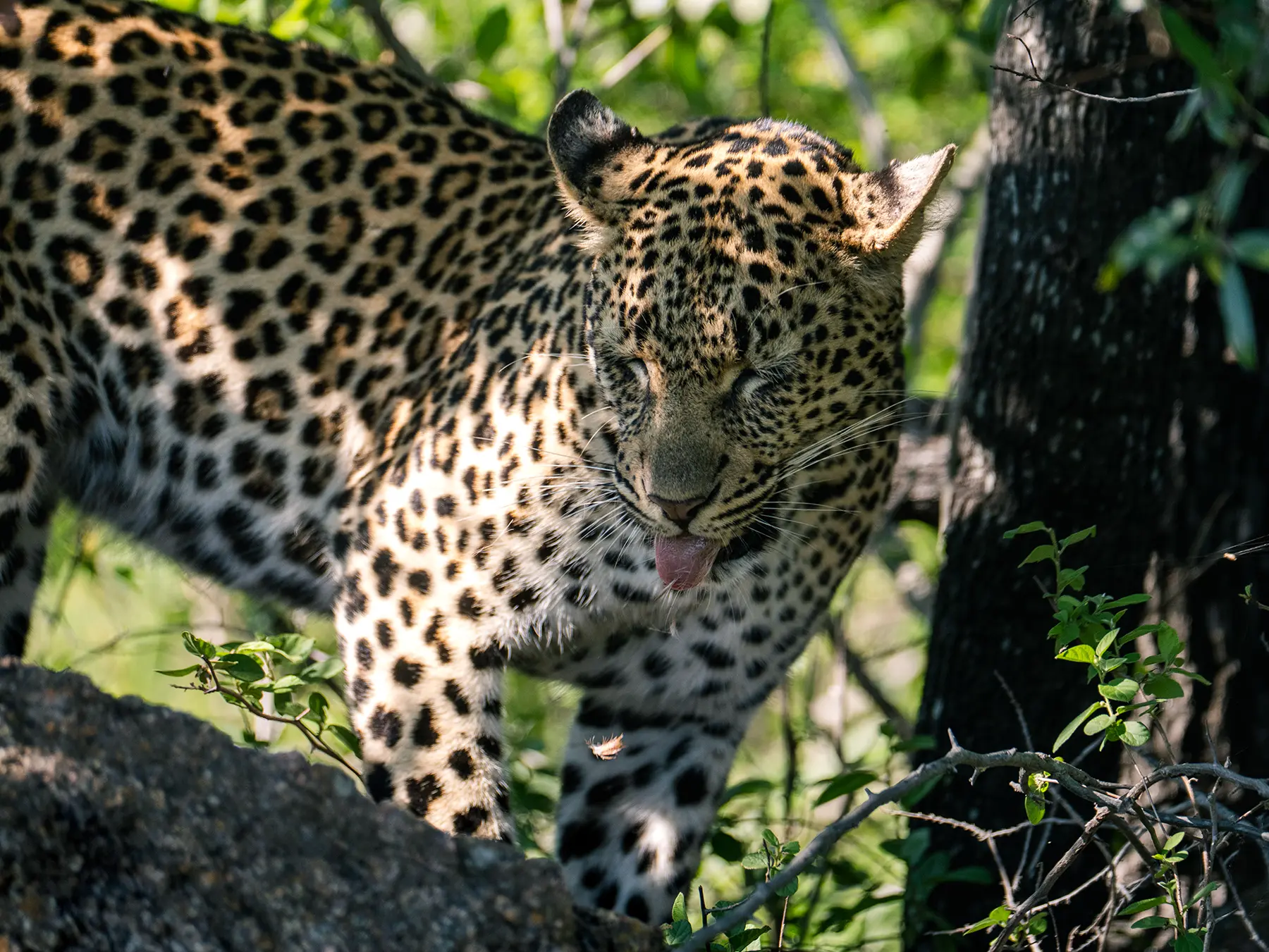 Leopard walking forward through dappled shade with its tongue out on safari in Sabi Sand Game Reserve, South Africa