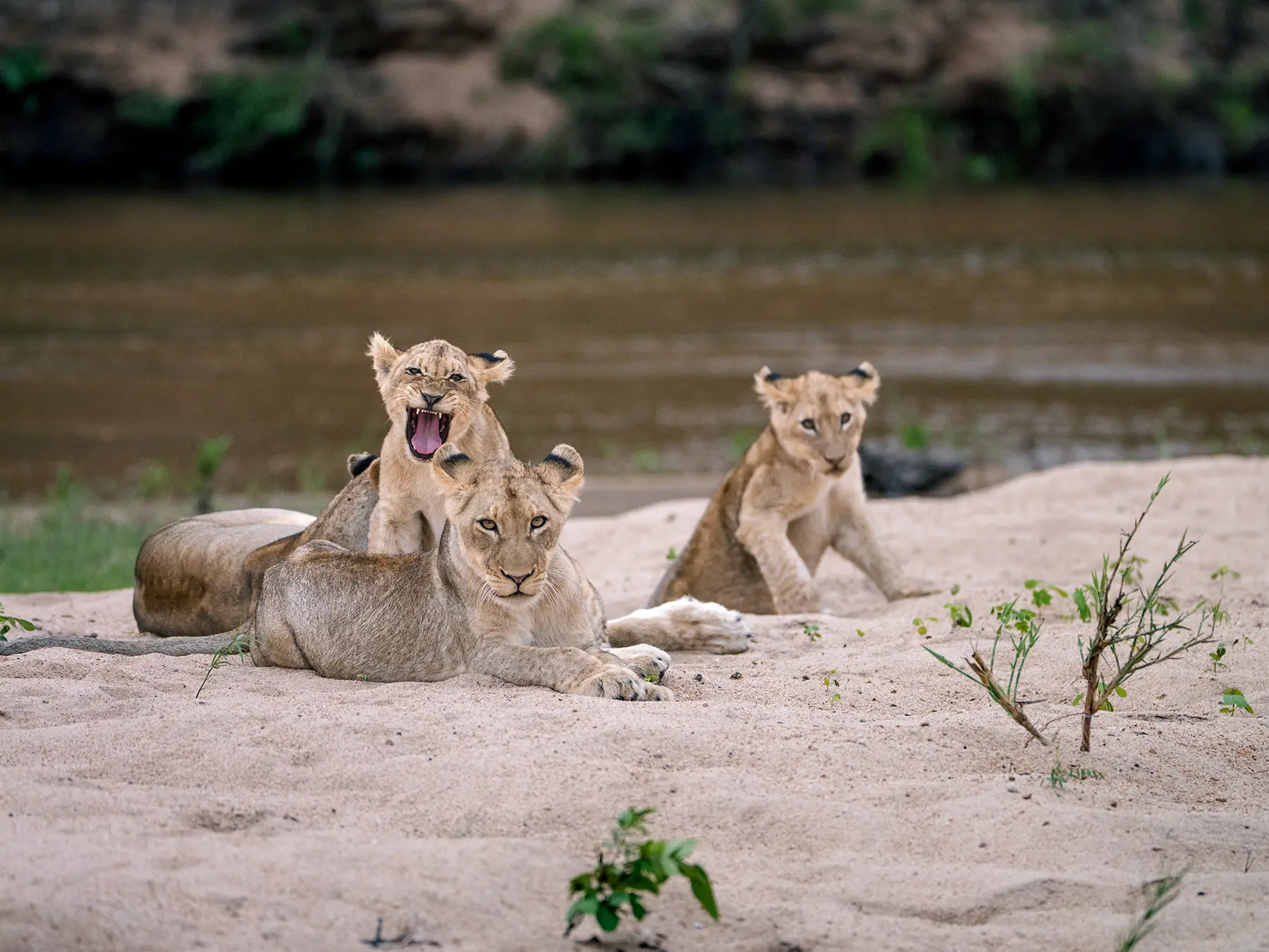 Lioness with cubs on a sandy riverbank on safari in Sabi Sand Game Reserve, South Africa