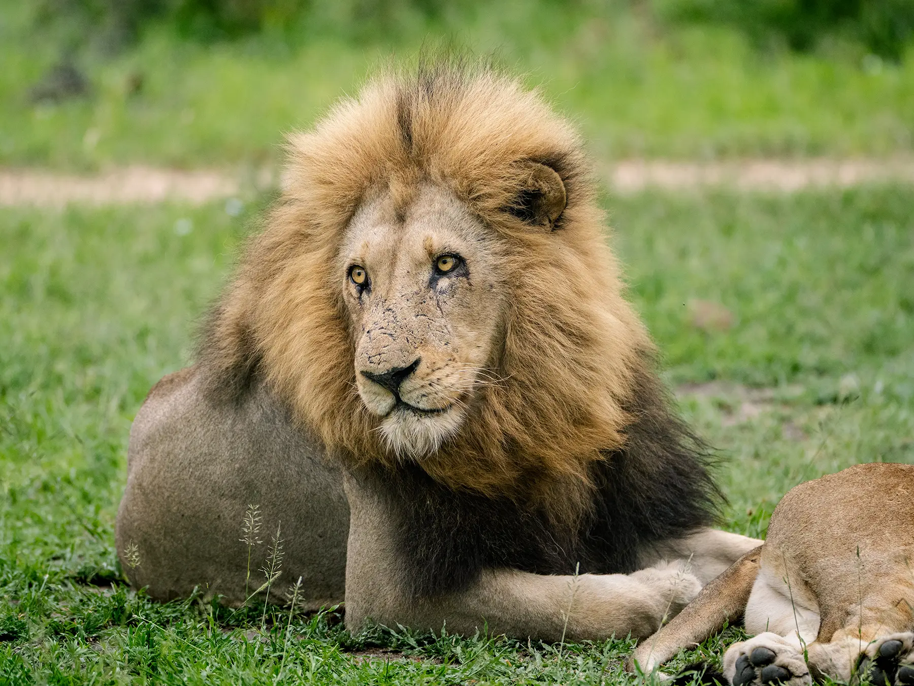 Male lion with full dark mane in grass on safari in Sabi Sand Game Reserve, South Africa
