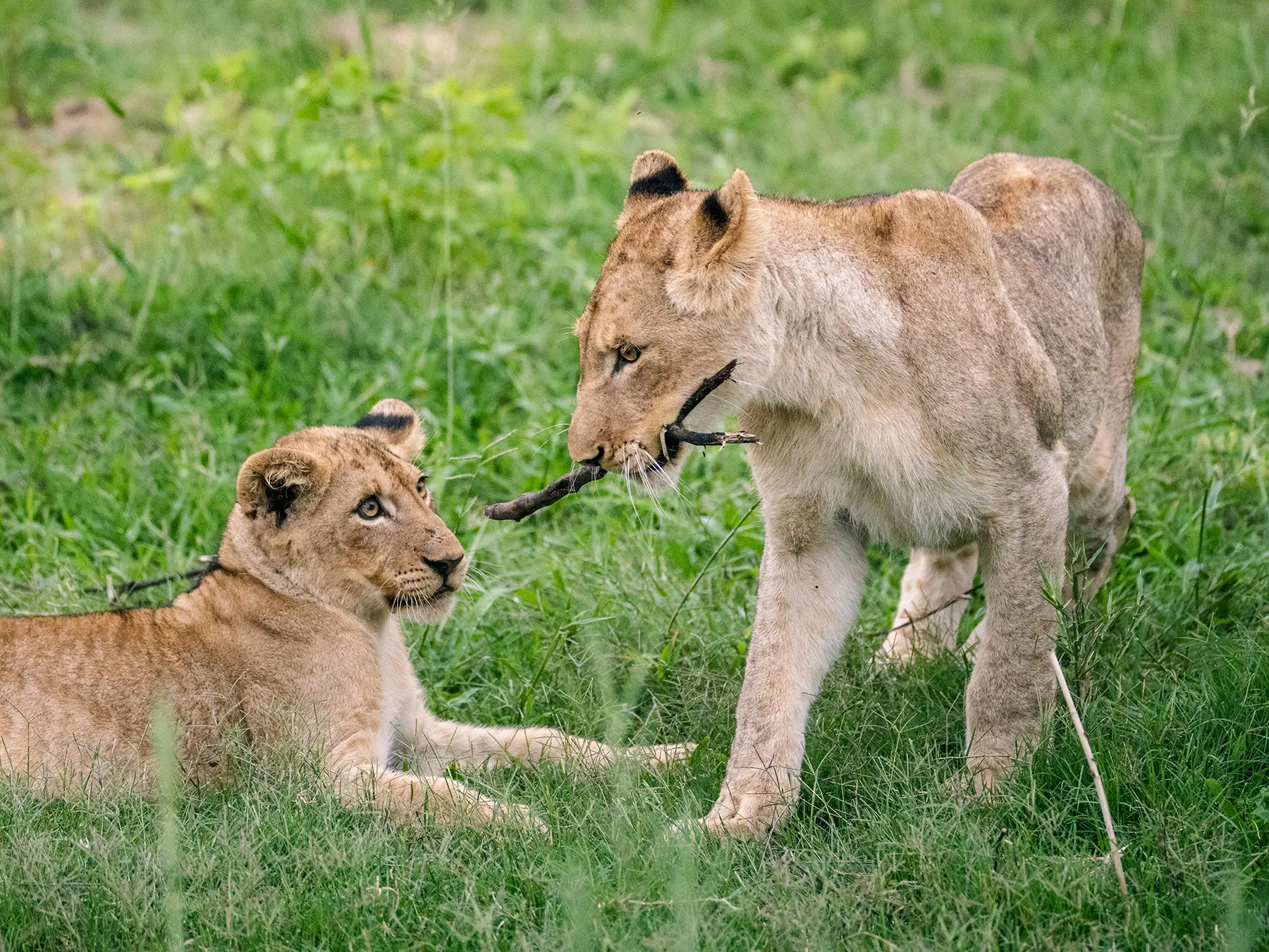 Young lion carrying a stick past a resting cub on safari in Sabi Sand Game Reserve, South Africa