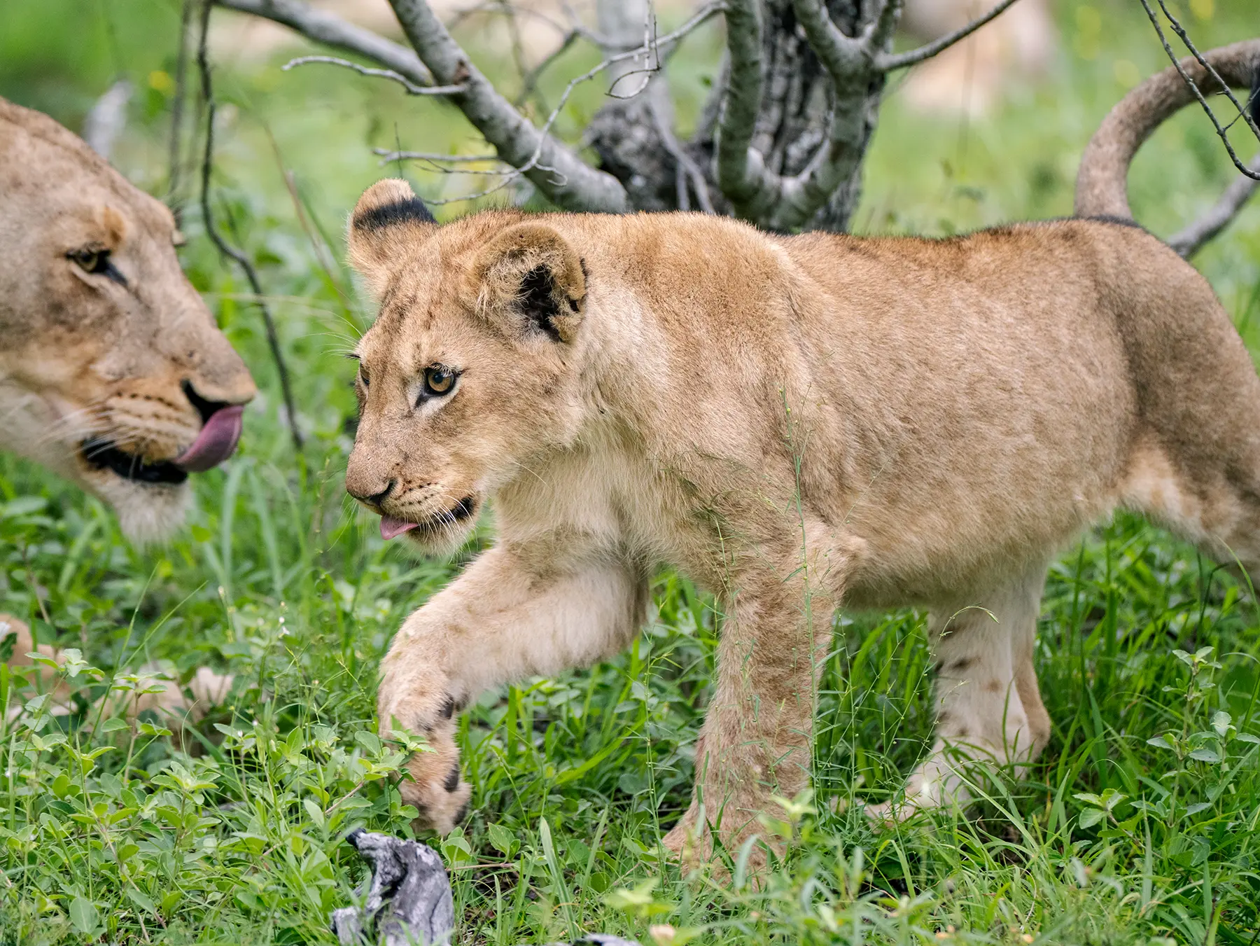 Lion cub walking through grass beside an adult with its tongue out on safari in Sabi Sand Game Reserve, South Africa