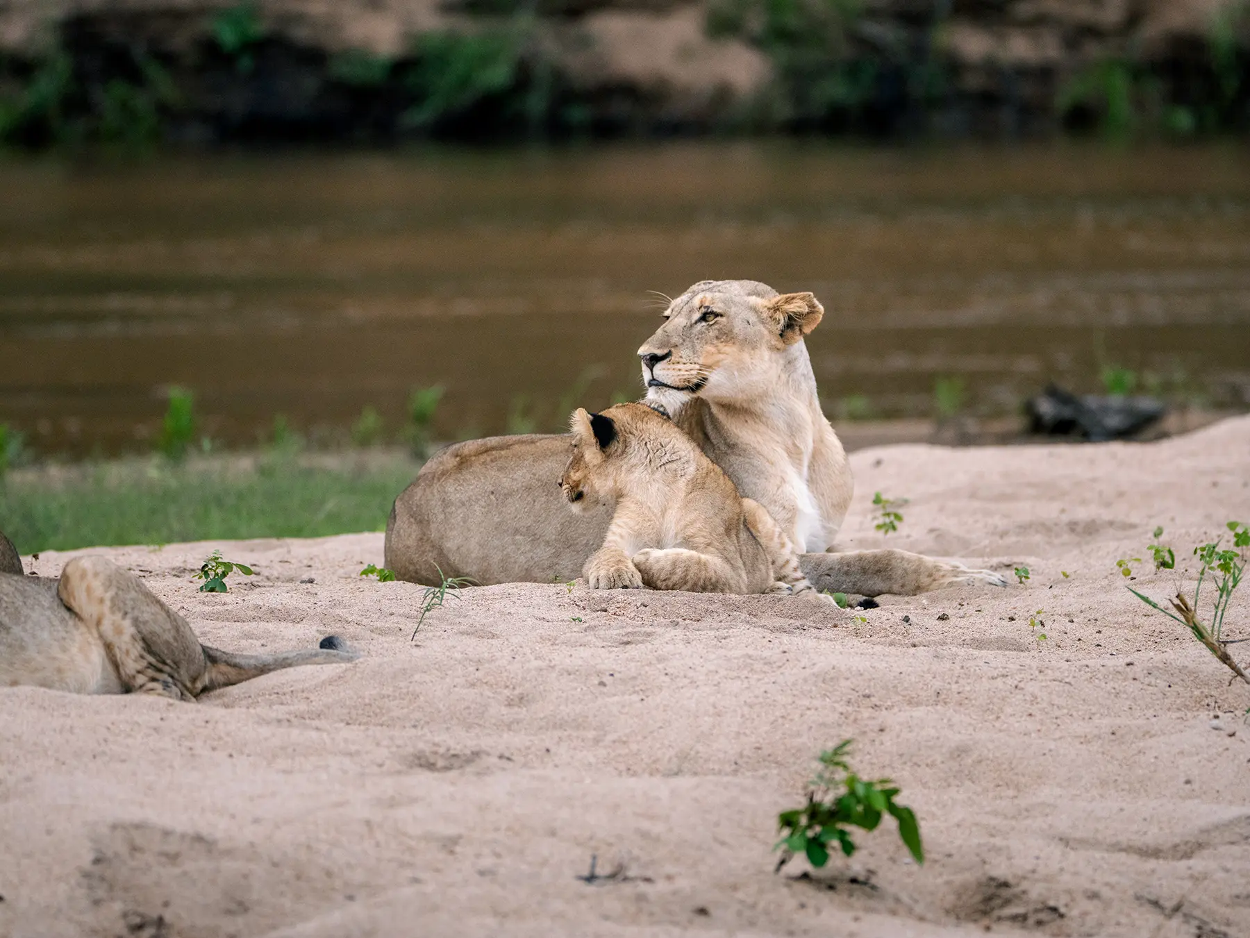Lioness sitting on a sandy riverbank with a cub leaning against her on safari in Sabi Sand Game Reserve, South Africa