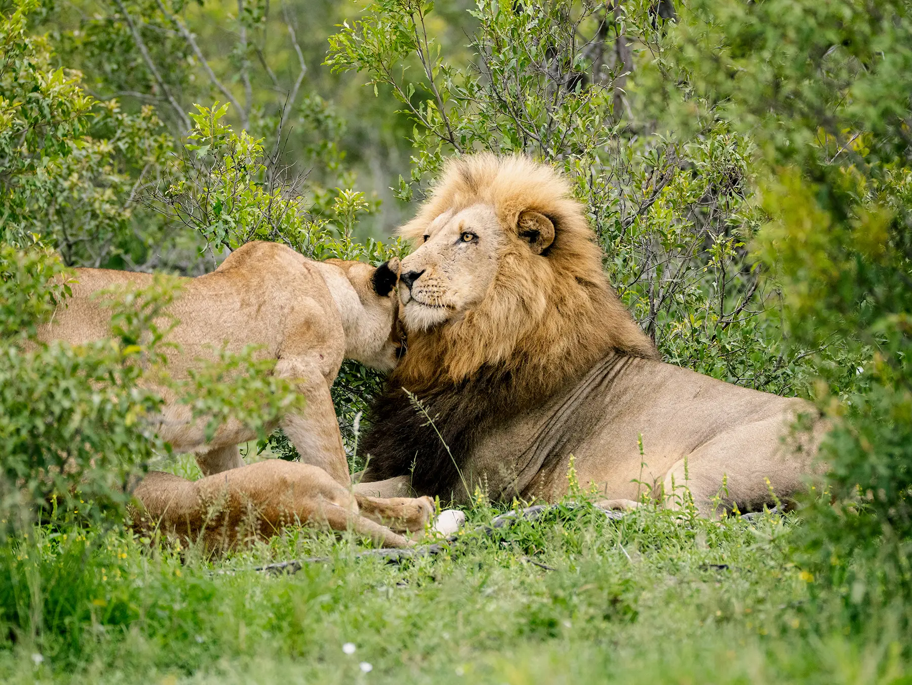 Lioness nuzzling a male lion lying in green bushveld on safari in Sabi Sand Game Reserve, South Africa