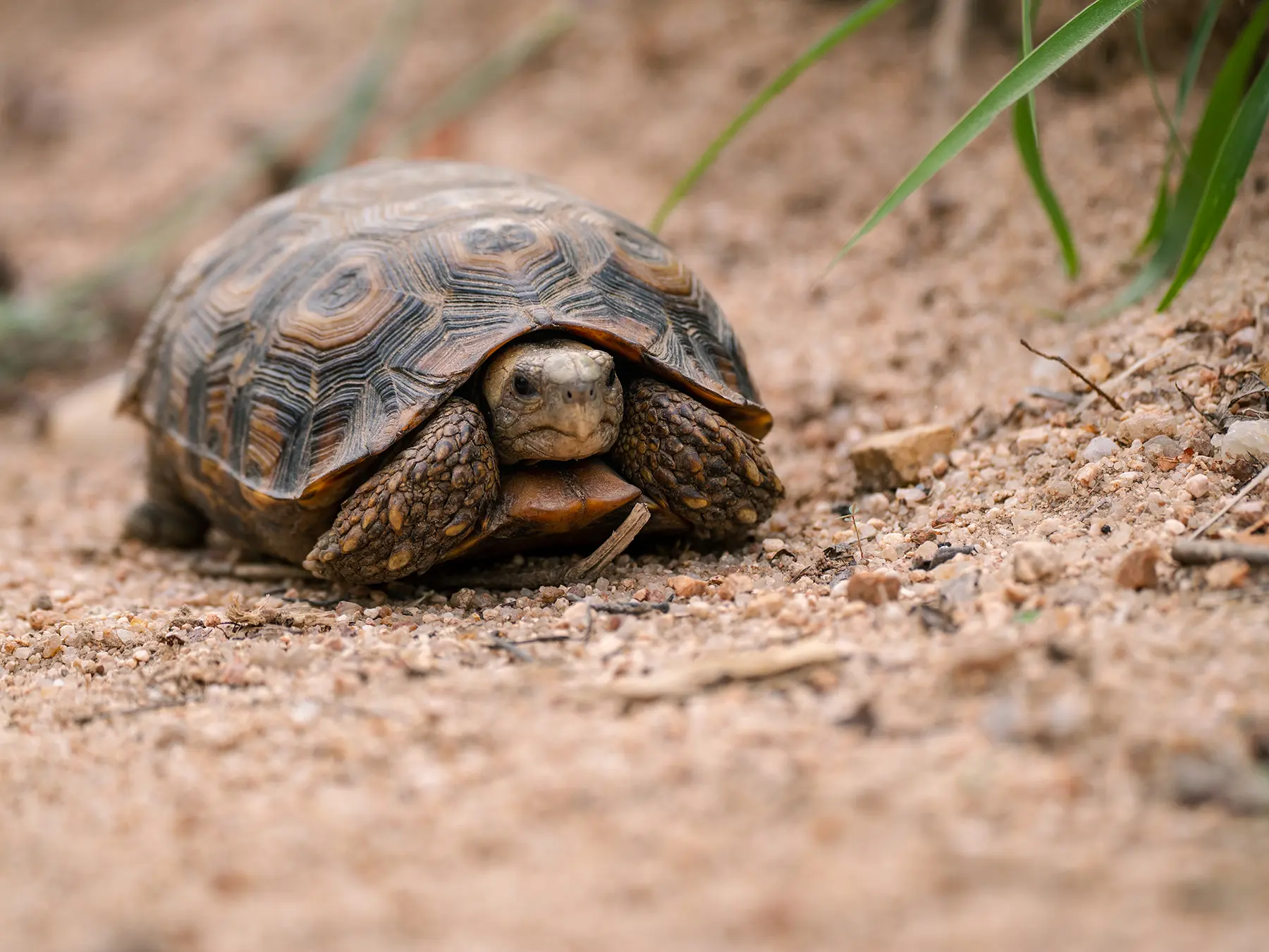 Leopard tortoise on sandy ground with head extended on safari in Sabi Sand Game Reserve, South Africa