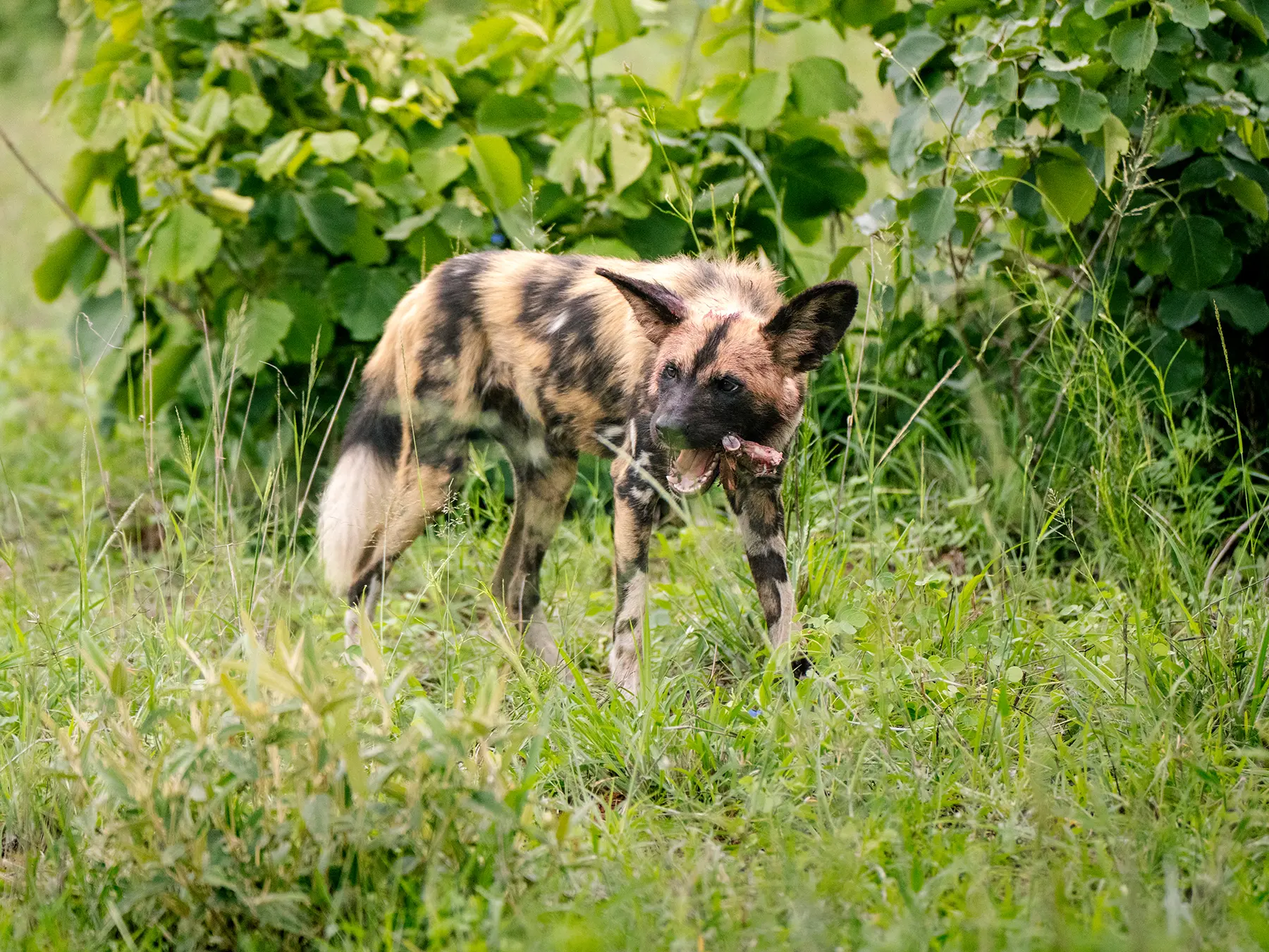African wild dog standing in green grass carrying a bone on safari in Sabi Sand Game Reserve, South Africa