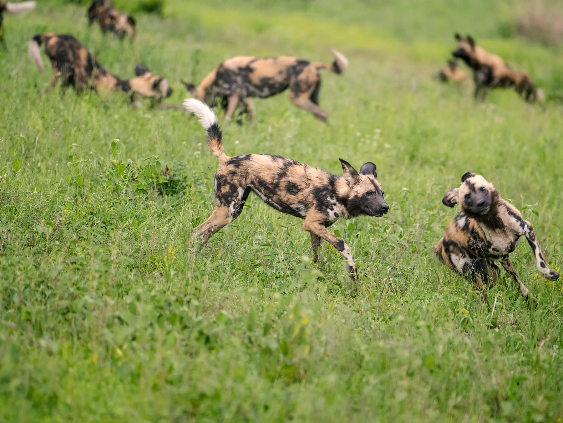 African wild dogs running through green grass on safari in Sabi Sand Game Reserve, South Africa