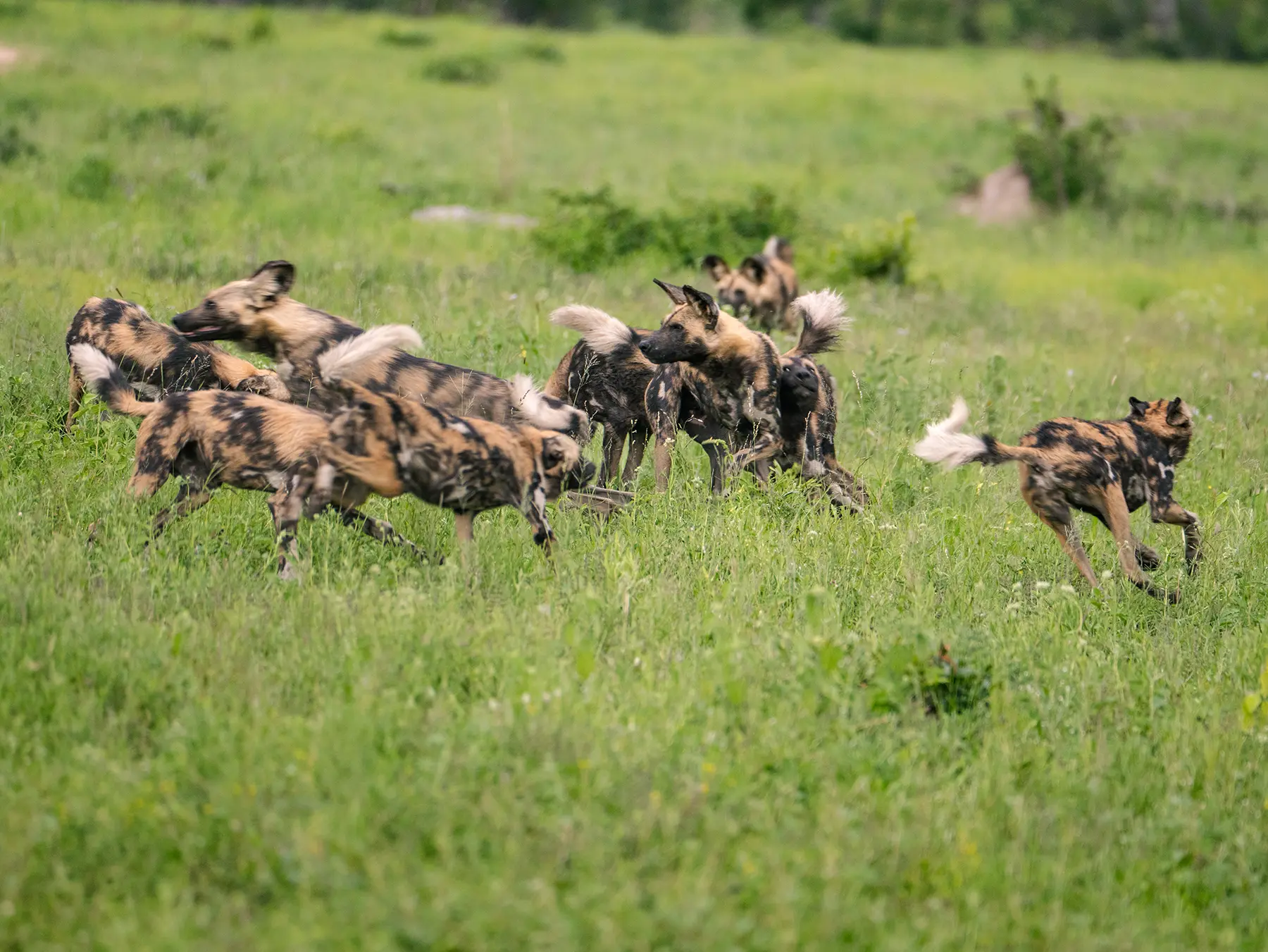 African wild dogs running across green grass on safari in Sabi Sand Game Reserve, South Africa