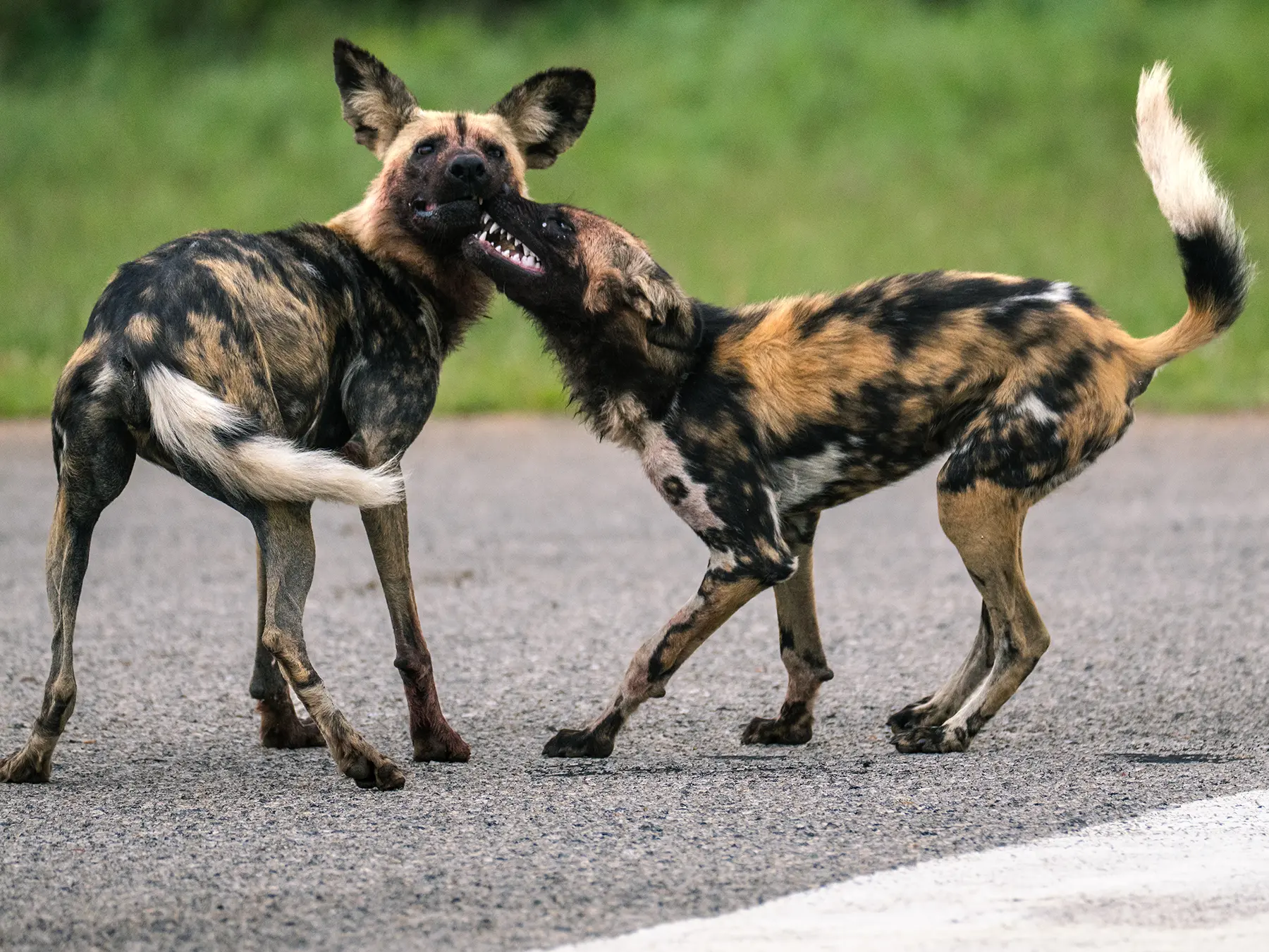 Two African wild dogs nuzzling face to face with bared teeth on safari in Sabi Sand Game Reserve, South Africa