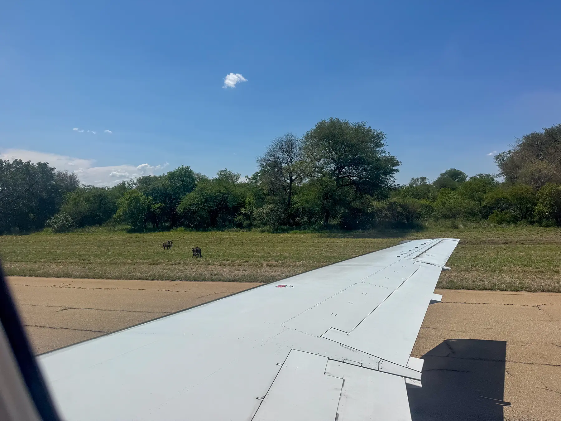 Aircraft wing beside two warthogs on the grass verge at a bush airstrip in South Africa