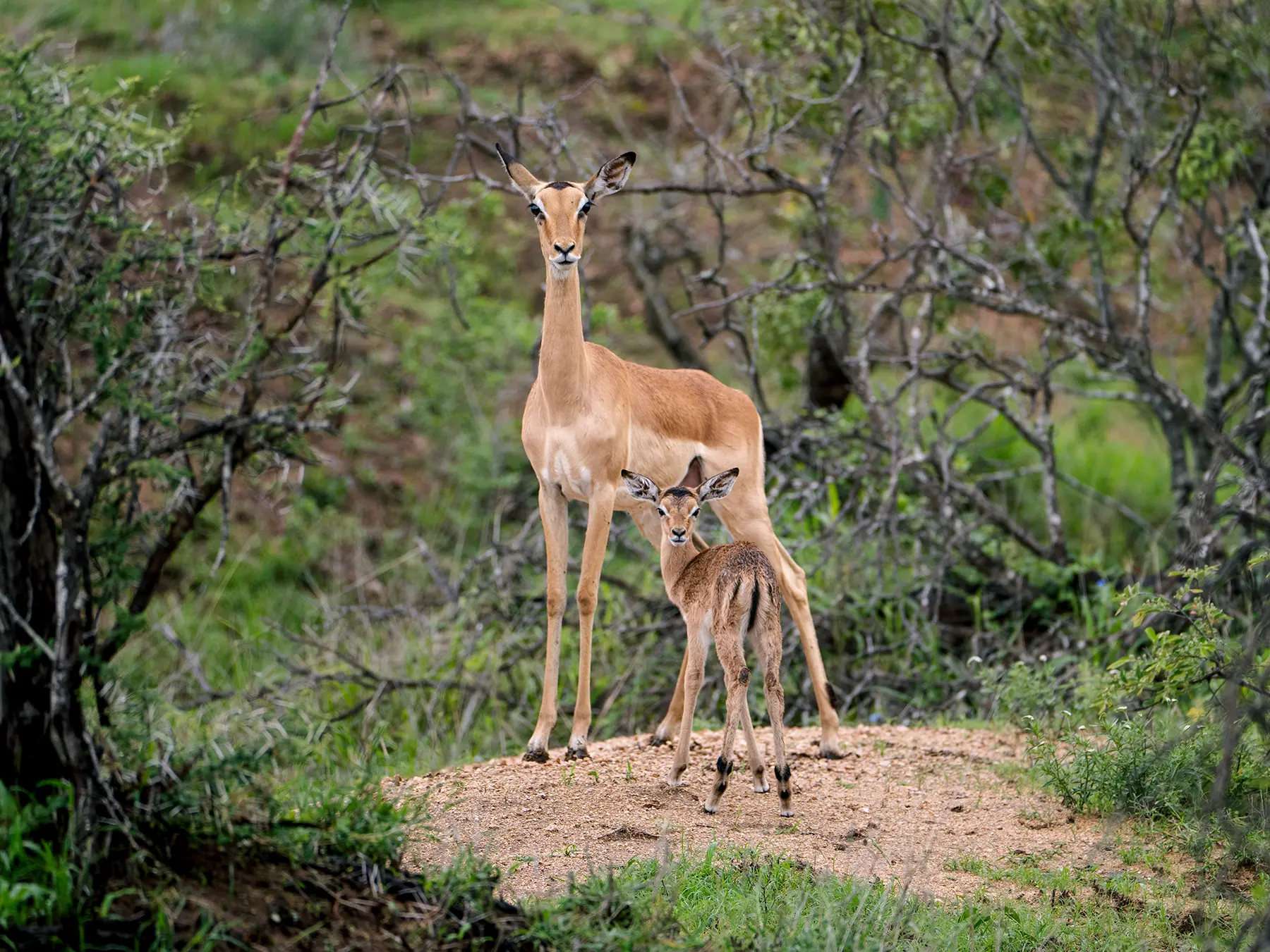 Antelope standing beside its young calf on a bare earth mound on safari in Timbavati Private Nature Reserve, South Africa