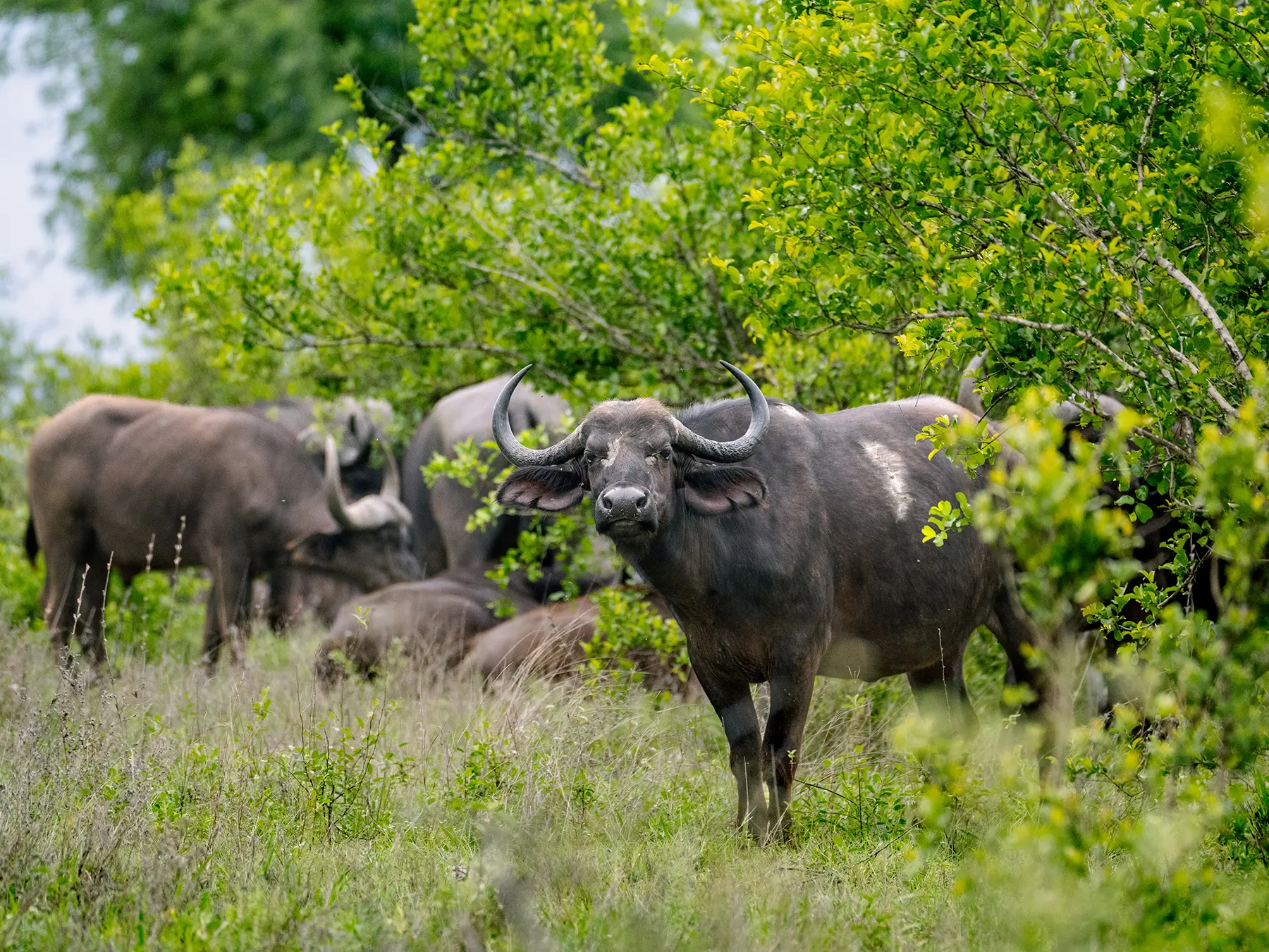 Cape buffalo facing the camera among the herd in green grassland on safari in Timbavati Private Nature Reserve, South Africa
