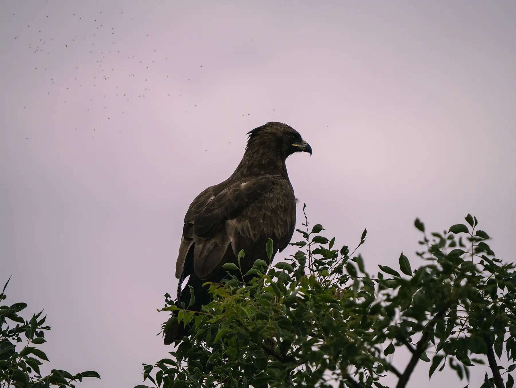 Wahlberg's eagle perched on the leafy crown of a bushveld tree on safari in Timbavati Private Nature Reserve, South Africa