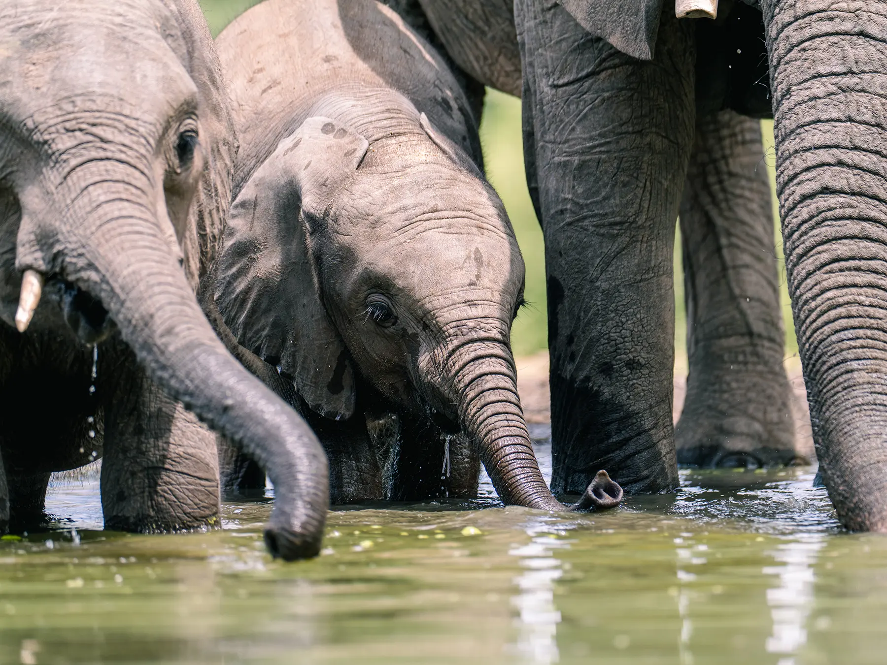 African elephant calf drinking at a waterhole beside the herd on safari in Timbavati Private Nature Reserve, South Africa