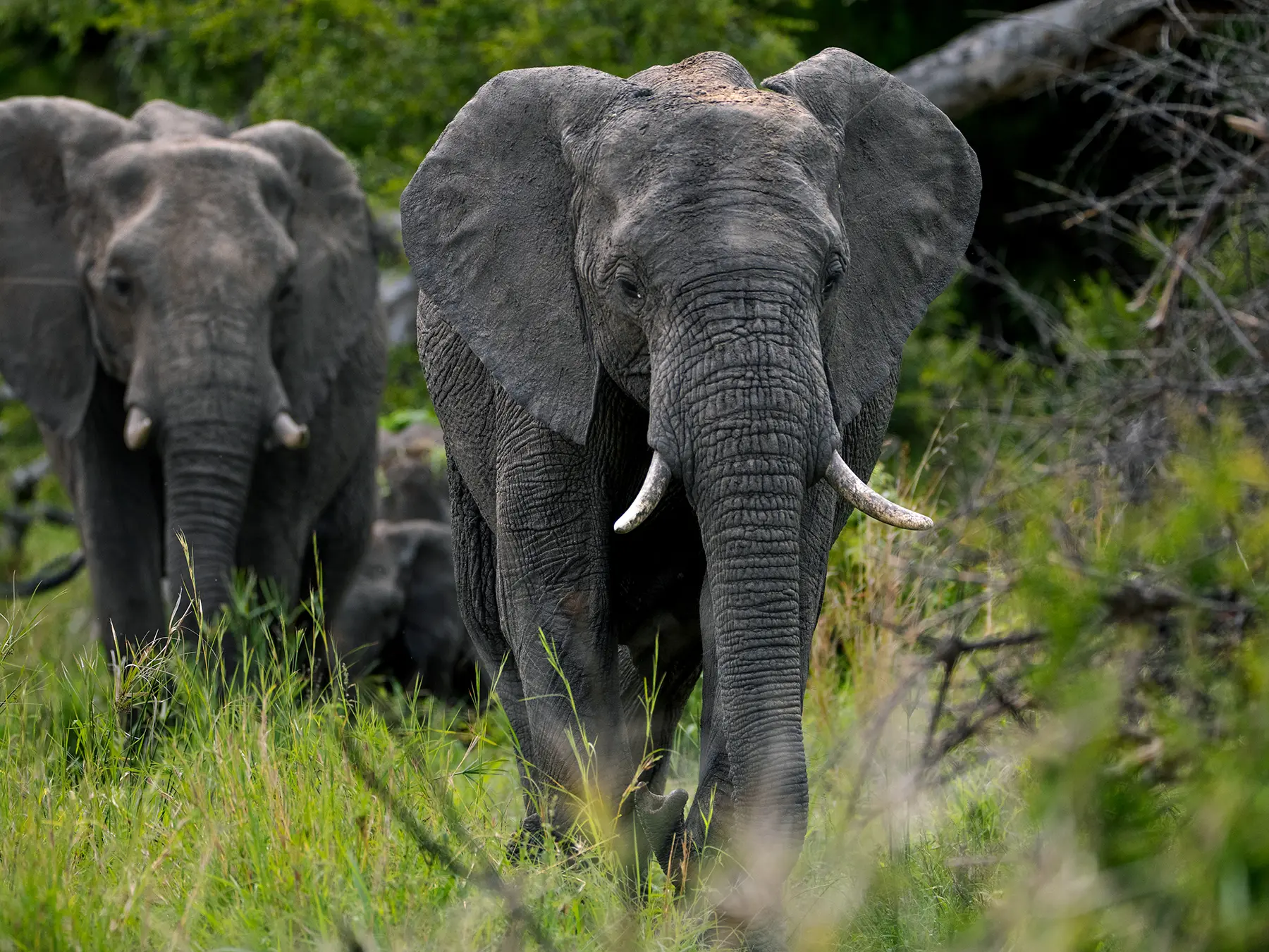 African elephants walking through tall green grass toward the camera on safari in Timbavati Private Nature Reserve, South Africa
