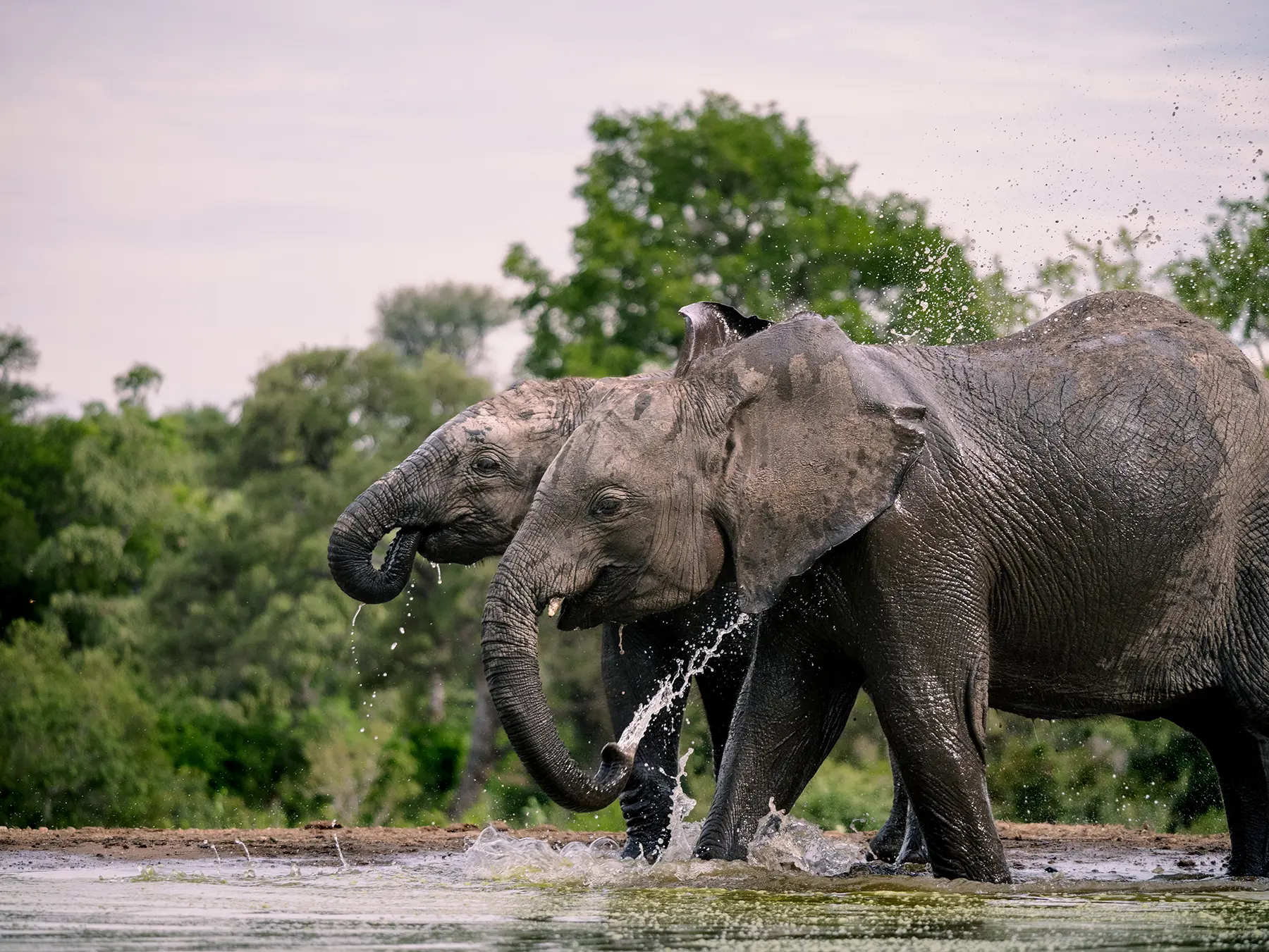 Two African elephants splashing through shallow water on safari in Timbavati Private Nature Reserve, South Africa