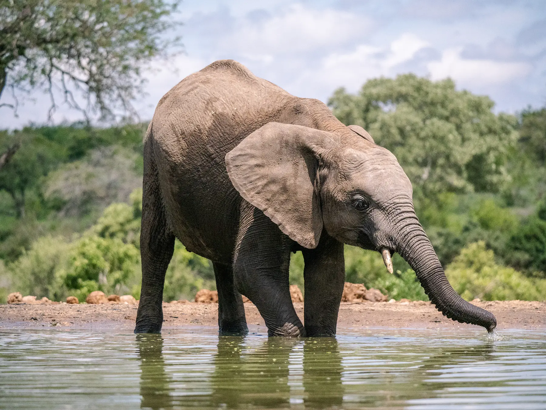 Juvenile African elephant drinking at the water on safari in Timbavati Private Nature Reserve, South Africa