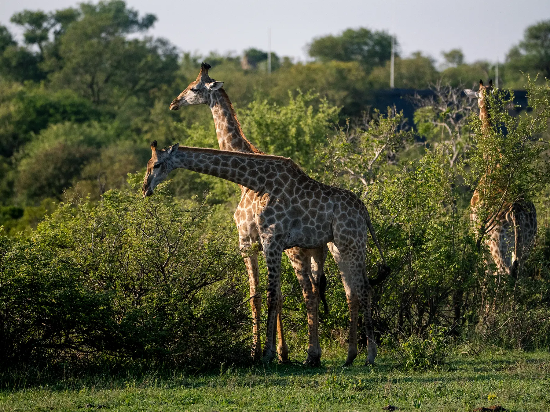 Group of Southern giraffes among green bushveld trees on safari in Timbavati Private Nature Reserve, South Africa