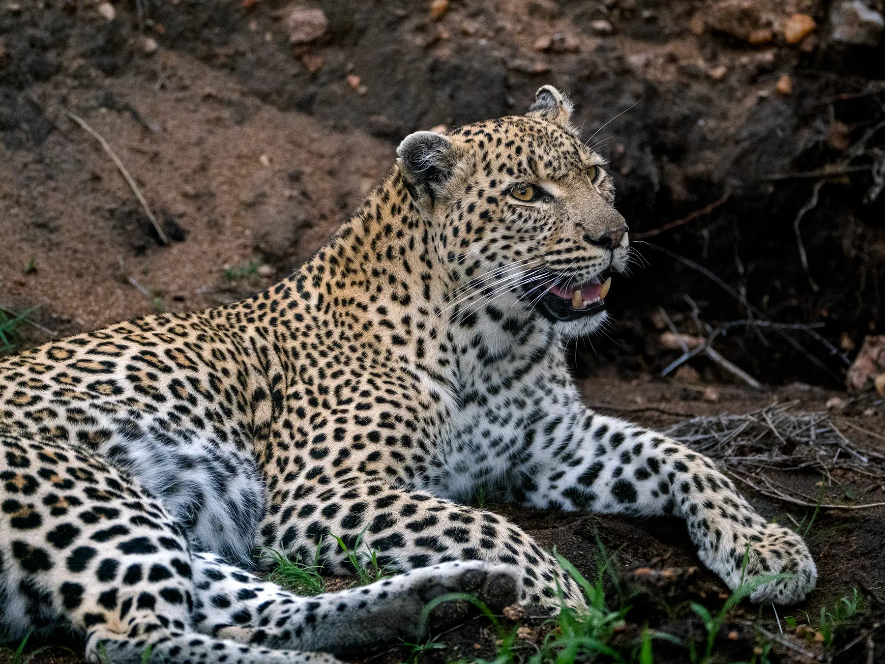Leopard lying with mouth open showing teeth in profile on safari in Timbavati Private Nature Reserve, South Africa
