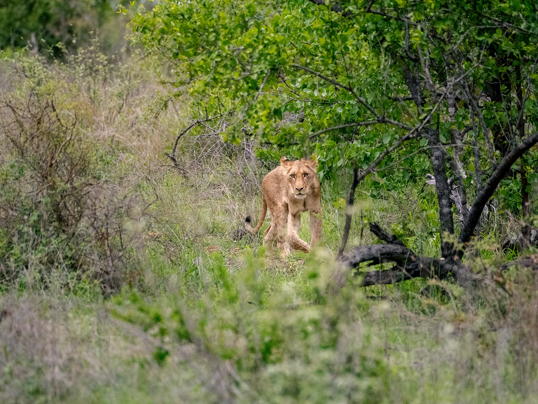Lion walking through green bushveld on safari in Timbavati Private Nature Reserve, South Africa