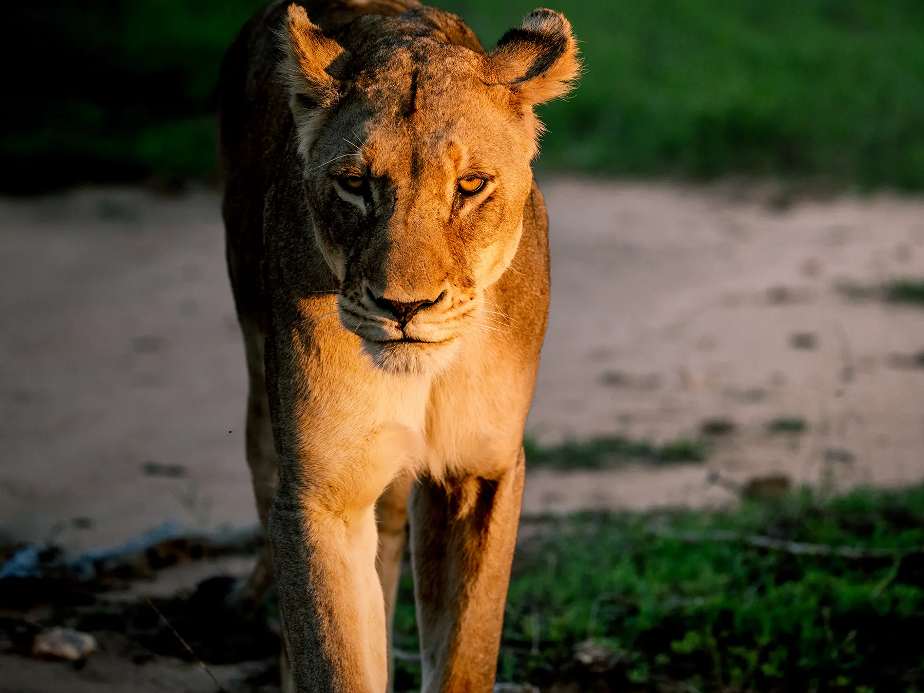 Lioness walking forward in warm light with amber eyes on safari in Timbavati Private Nature Reserve, South Africa
