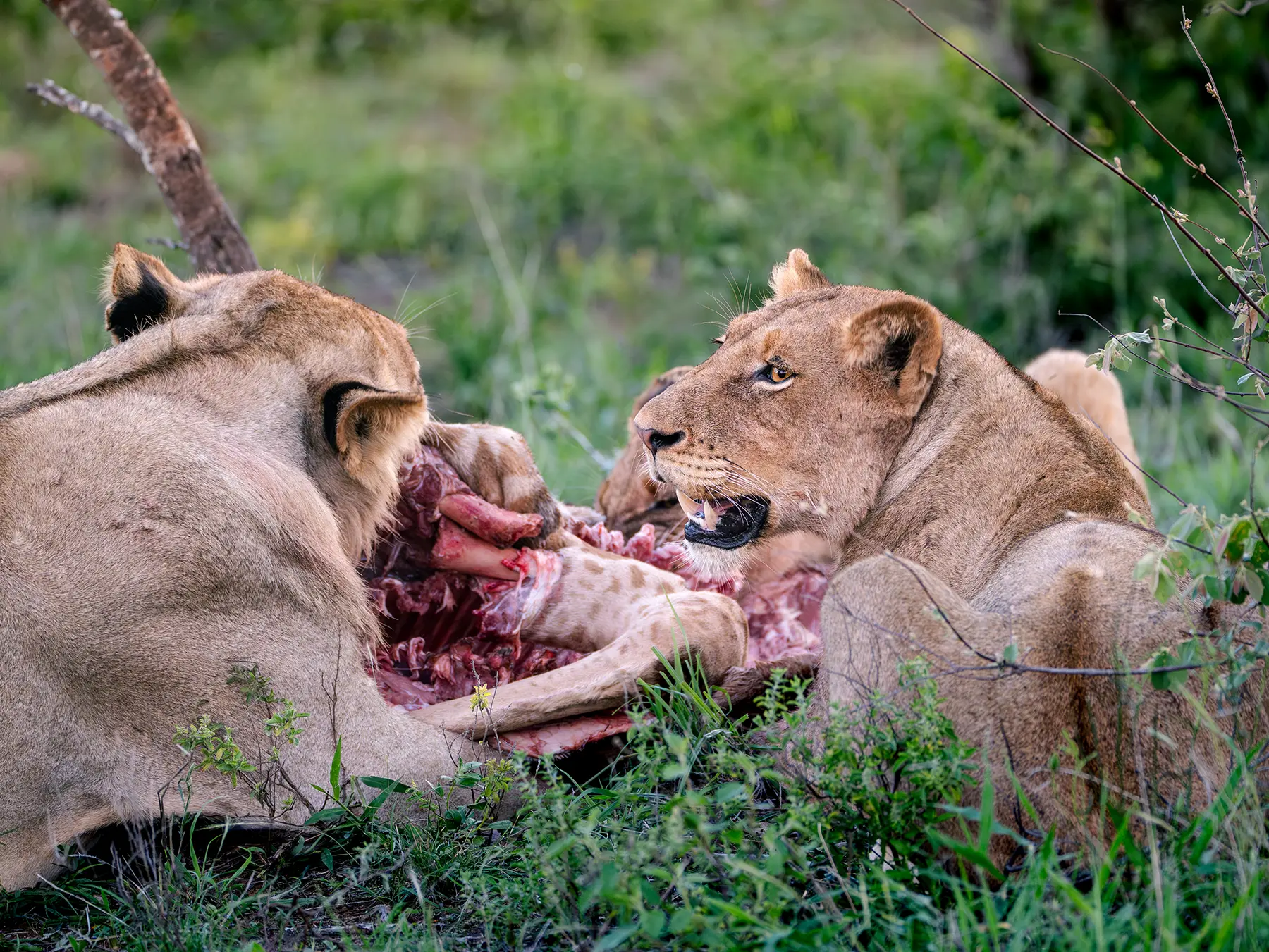 Lionesses feeding on a giraffe carcass in green bush, on safari in Timbavati Private Nature Reserve, South Africa