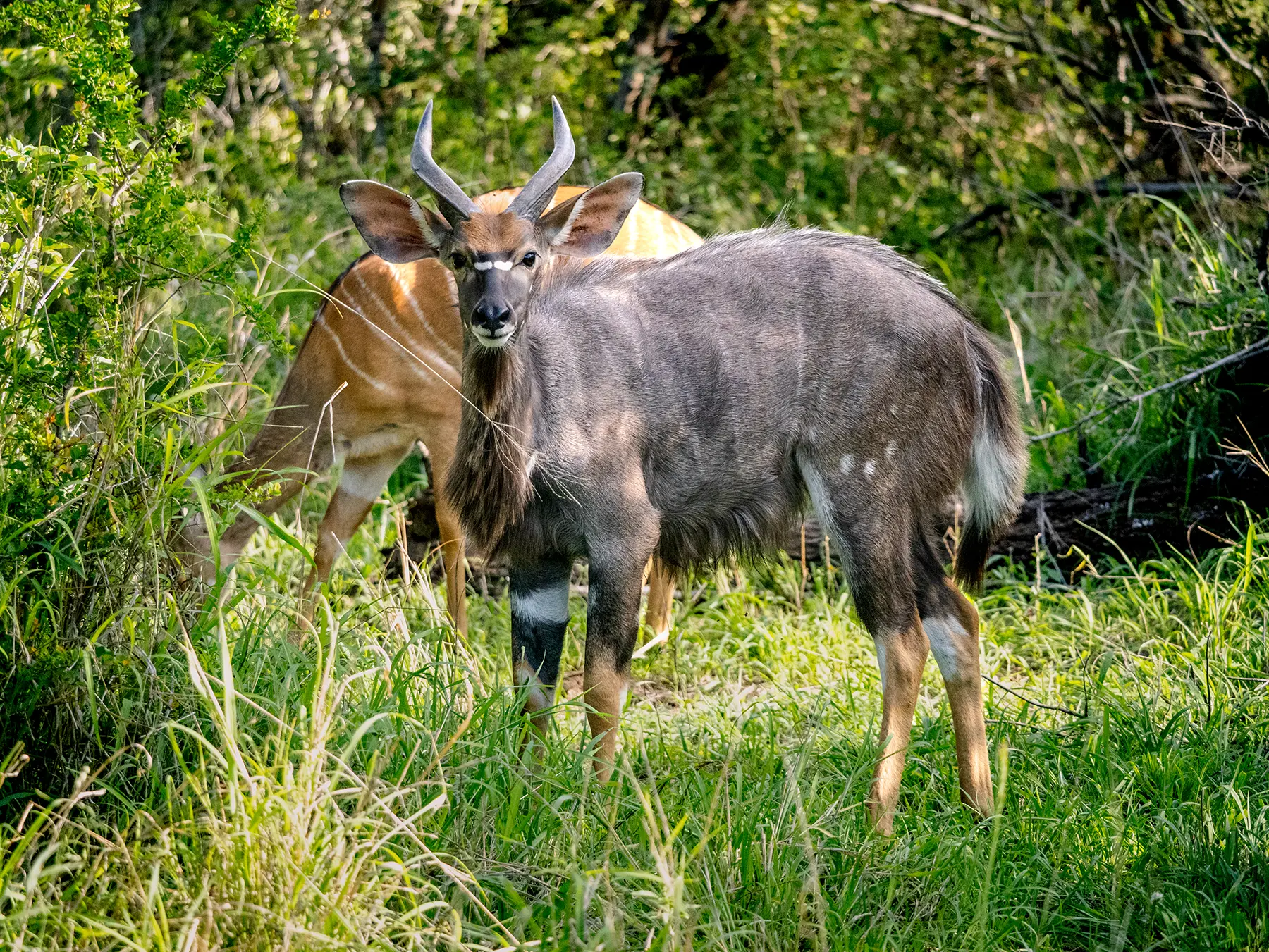 Male nyala with lyre-shaped horns and shaggy grey coat on safari in Timbavati Private Nature Reserve, South Africa
