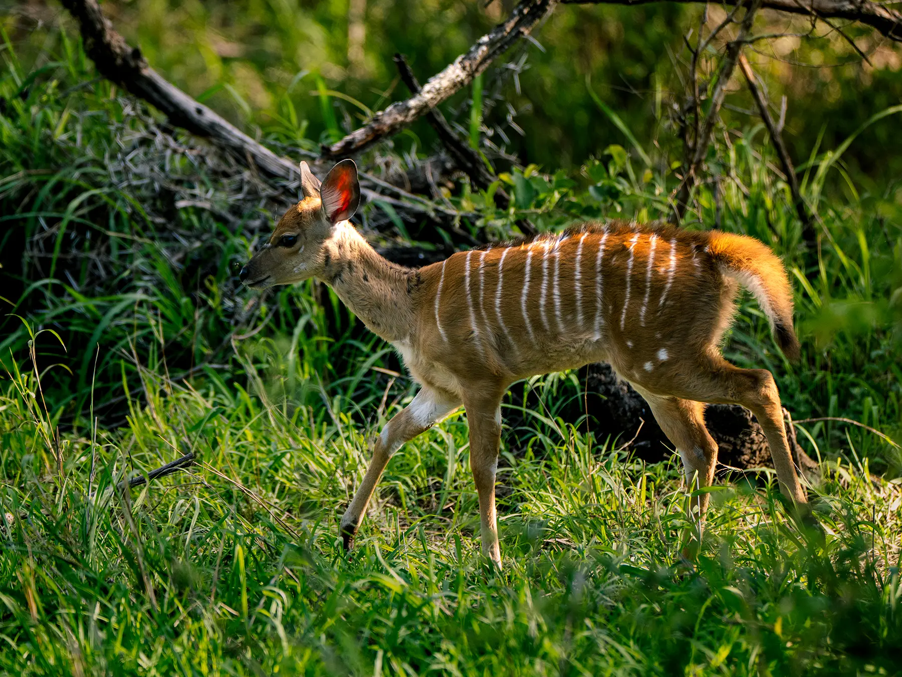 A young nyala walking through tall green grass on safari in Timbavati Private Nature Reserve, South Africa