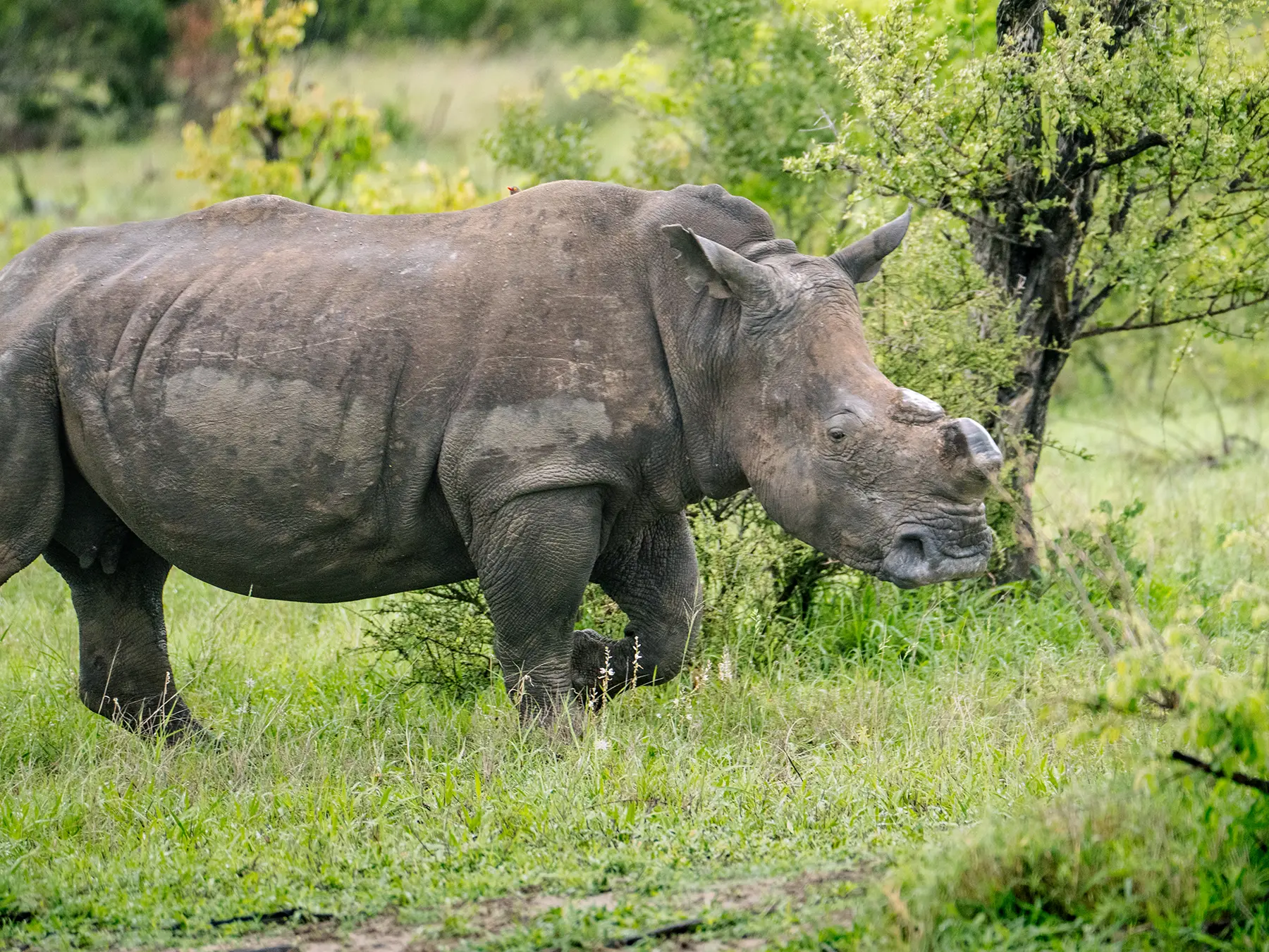White rhino walking through green grass beside a tree on safari in Timbavati Private Nature Reserve, South Africa
