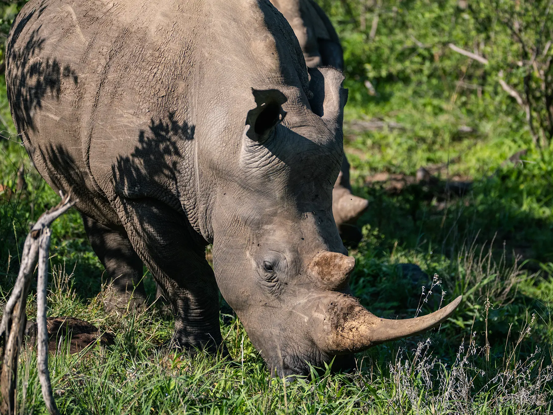 White rhino grazing head-down in green grass on safari in Timbavati Private Nature Reserve, South Africa