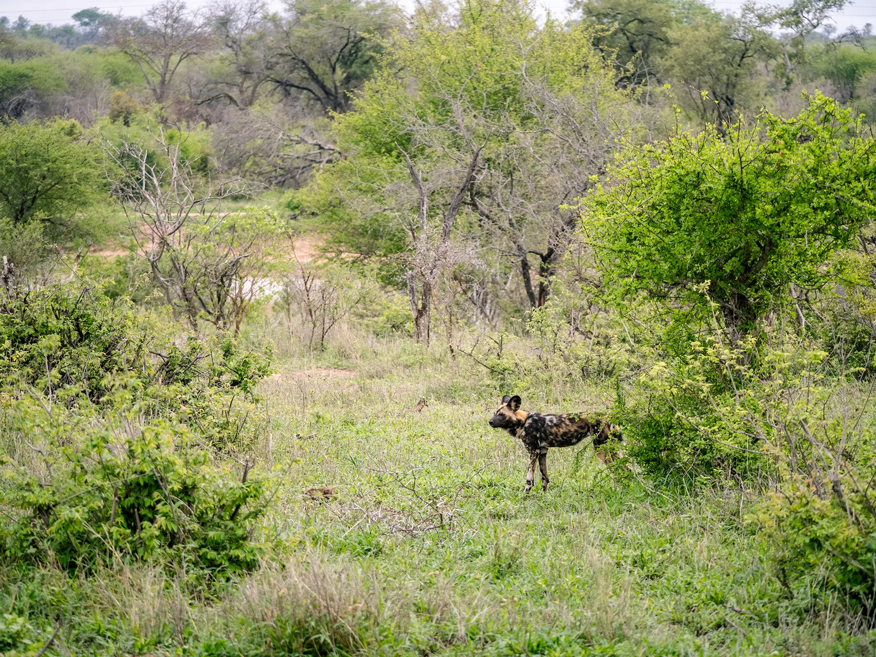 African wild dog standing in green bush on safari in Timbavati Private Nature Reserve, South Africa