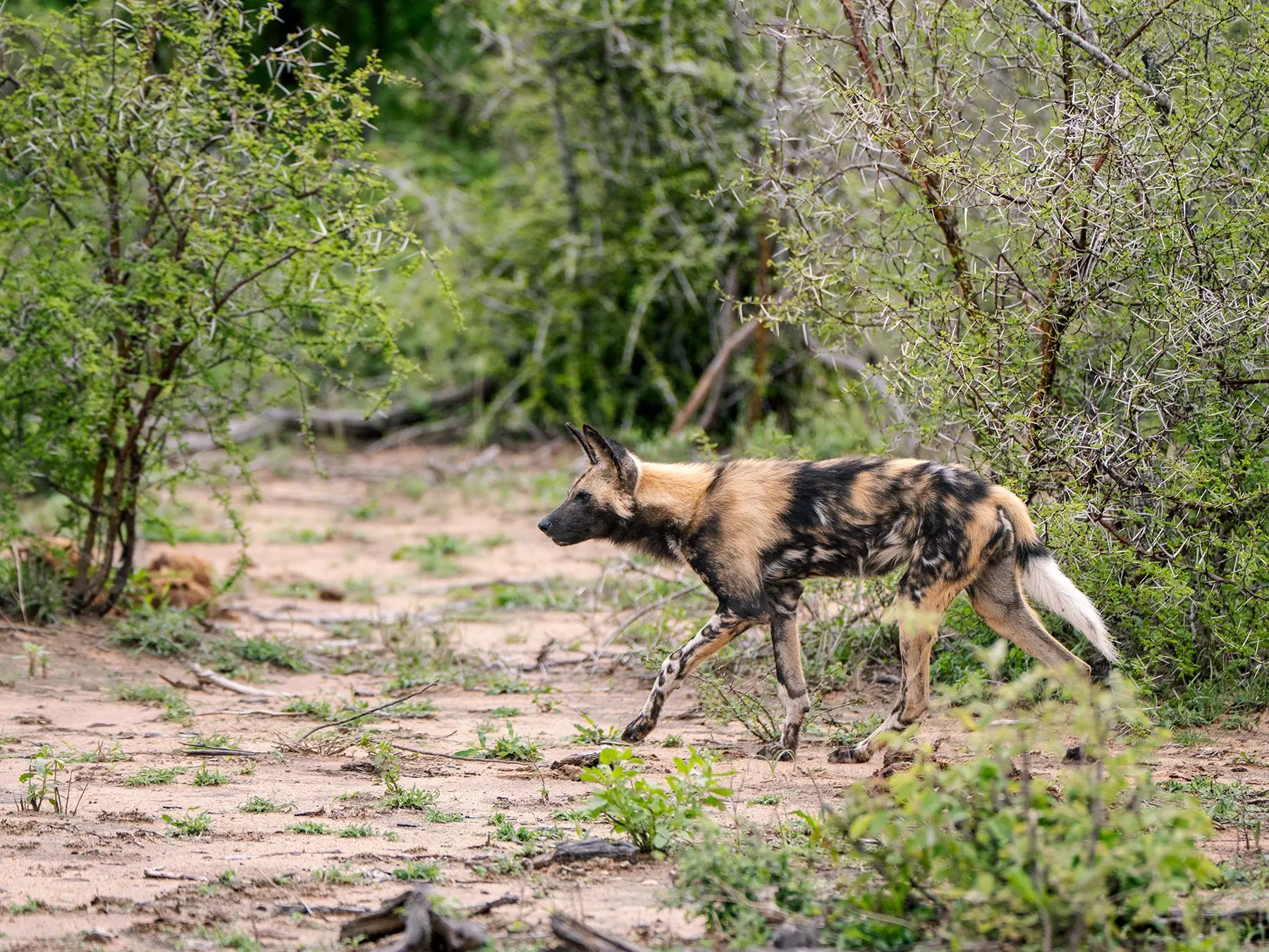 African wild dog walking across a sandy clearing with green thickets behind on safari in Timbavati Private Nature Reserve, South Africa