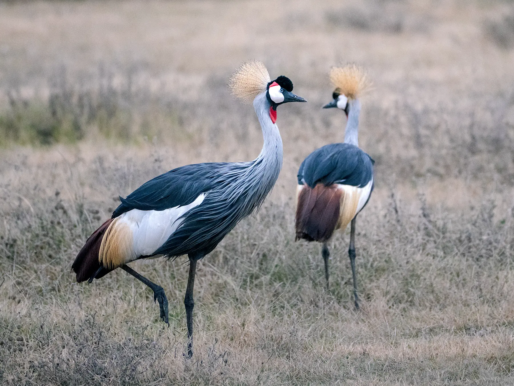 Two grey crowned cranes with golden crests walking in dry grass on safari in Ngorongoro Crater, Tanzania