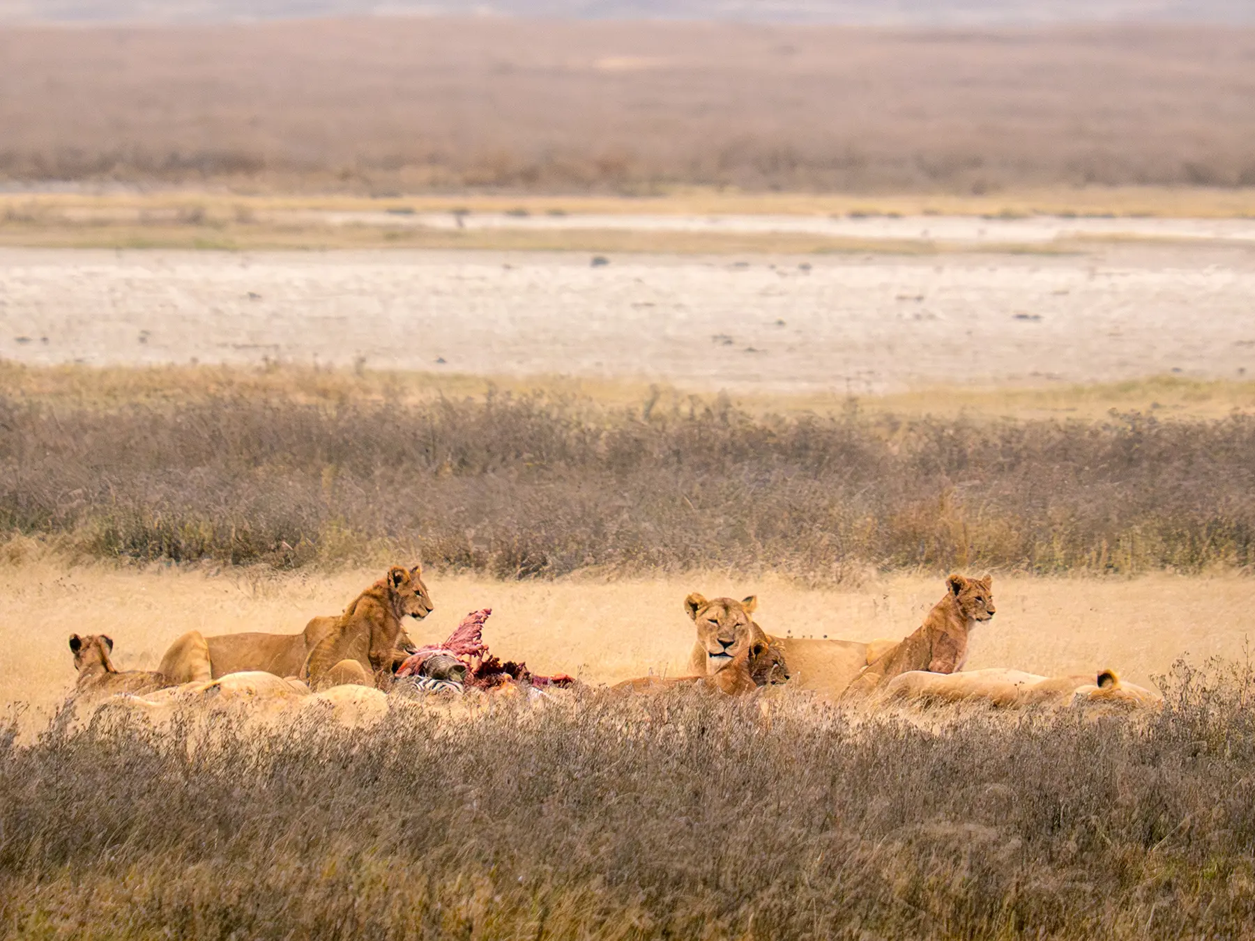 Group of lions and cubs around the remains of prey in dry grass on safari in Ngorongoro Crater, Tanzania