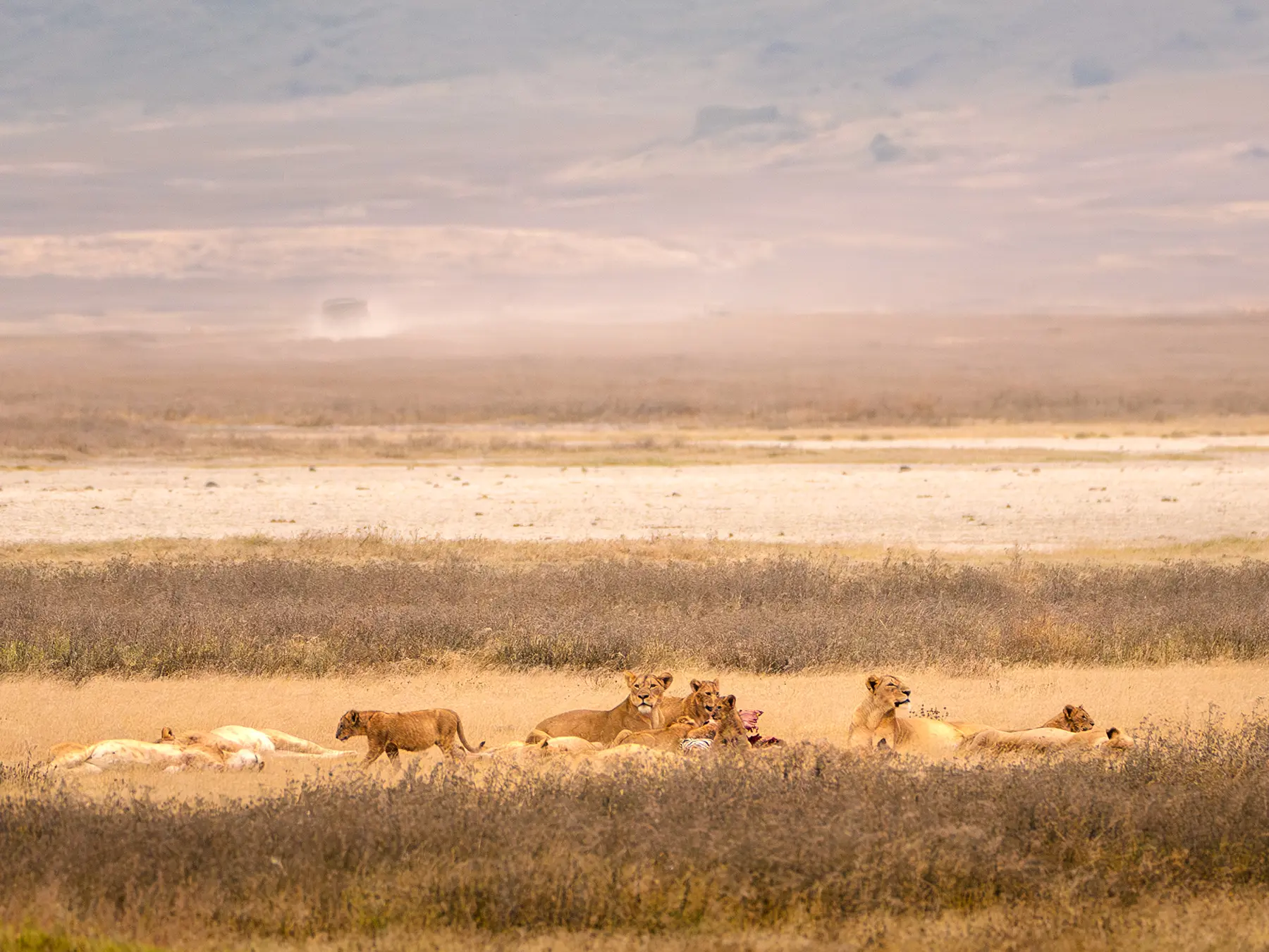 African lions with cubs among dry grass across a wide crater floor on safari in Ngorongoro Crater, Tanzania