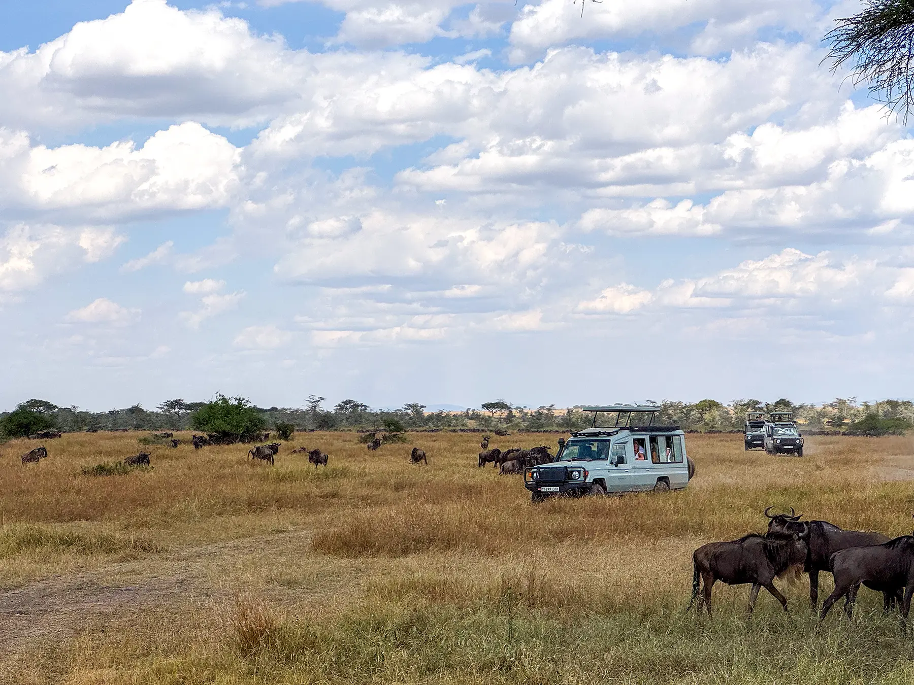Driving amongst the great wildebeest migration on open plains on safari in Serengeti National Park, Tanzania