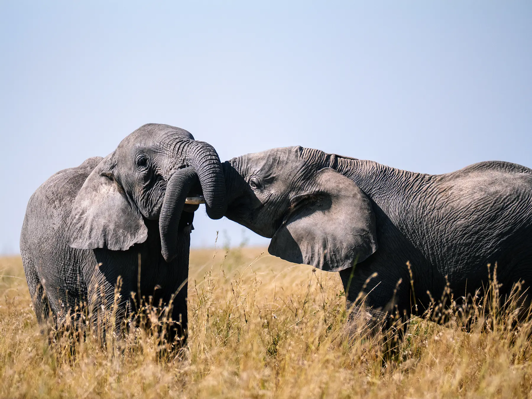 Two African bush elephants facing each other with trunks touching in tall dry grass on safari in Serengeti National Park, Tanzania